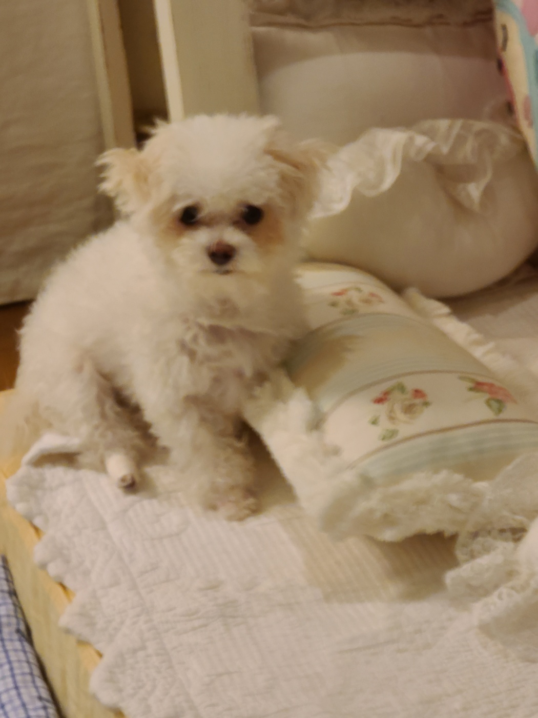 마음이 (네즈) 입양 3개월 입니다