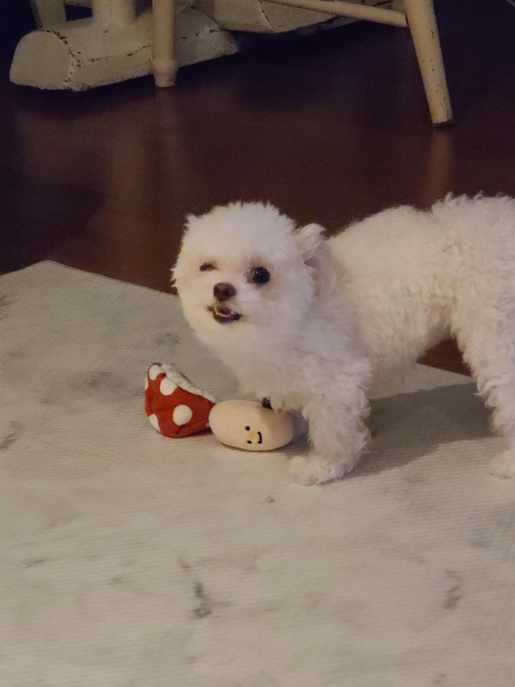 마음이 (네즈) 입양 3개월 입니다