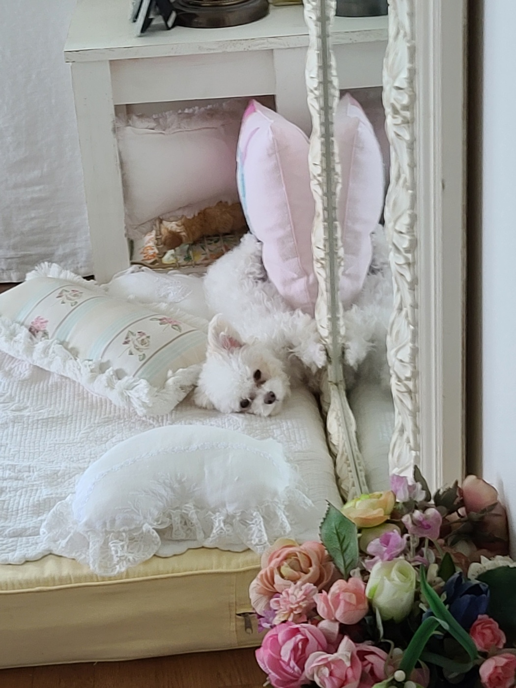 마음이 (네즈) 입양 3개월 입니다