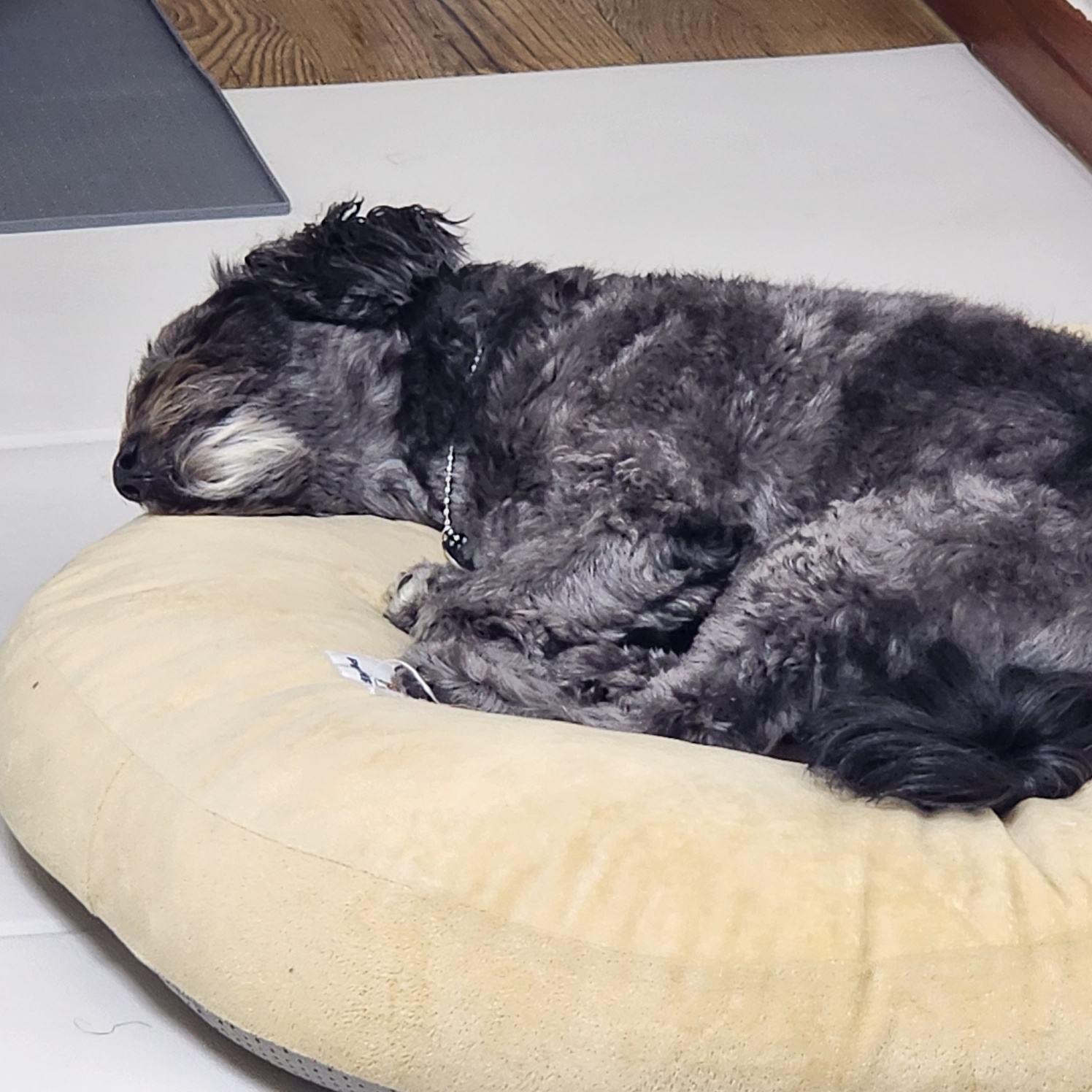 잉배리 우리 집 온 지 3달 됐어요!