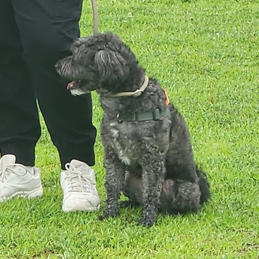 잉배리 우리 집 온 지 3달 됐어요!