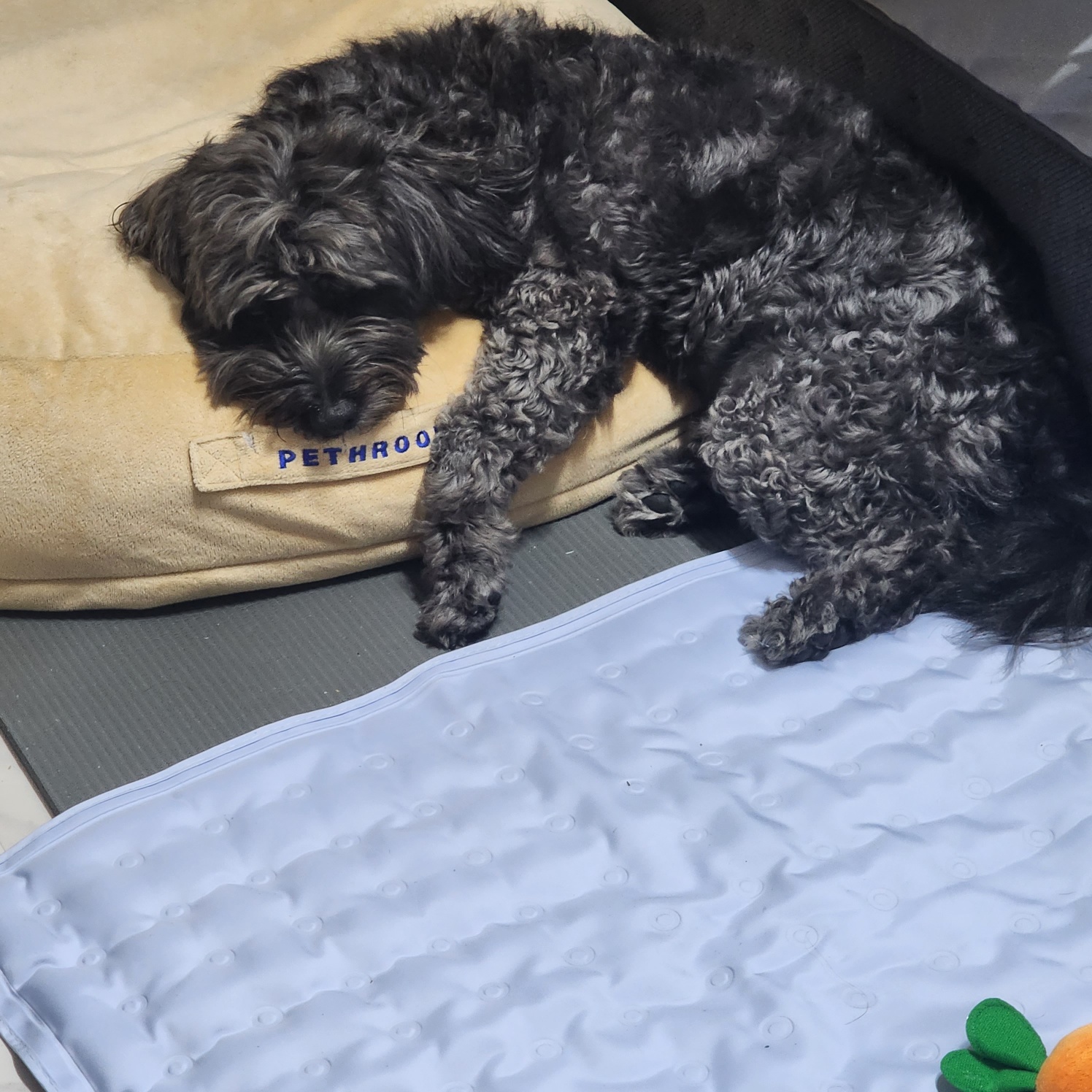 잉배리 우리 집 온 지 3달 됐어요!