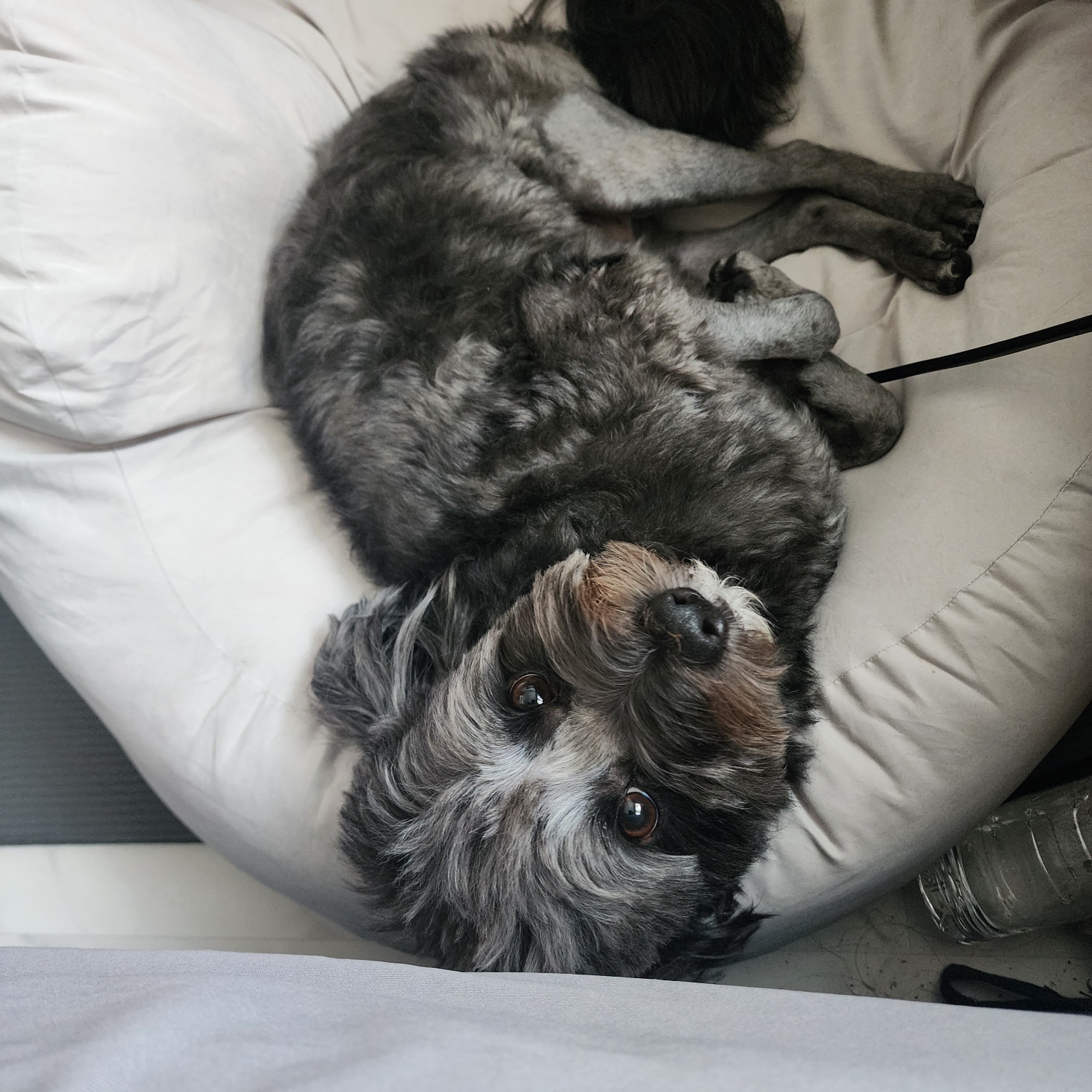 잉배리 우리 집 온 지 3달 됐어요!