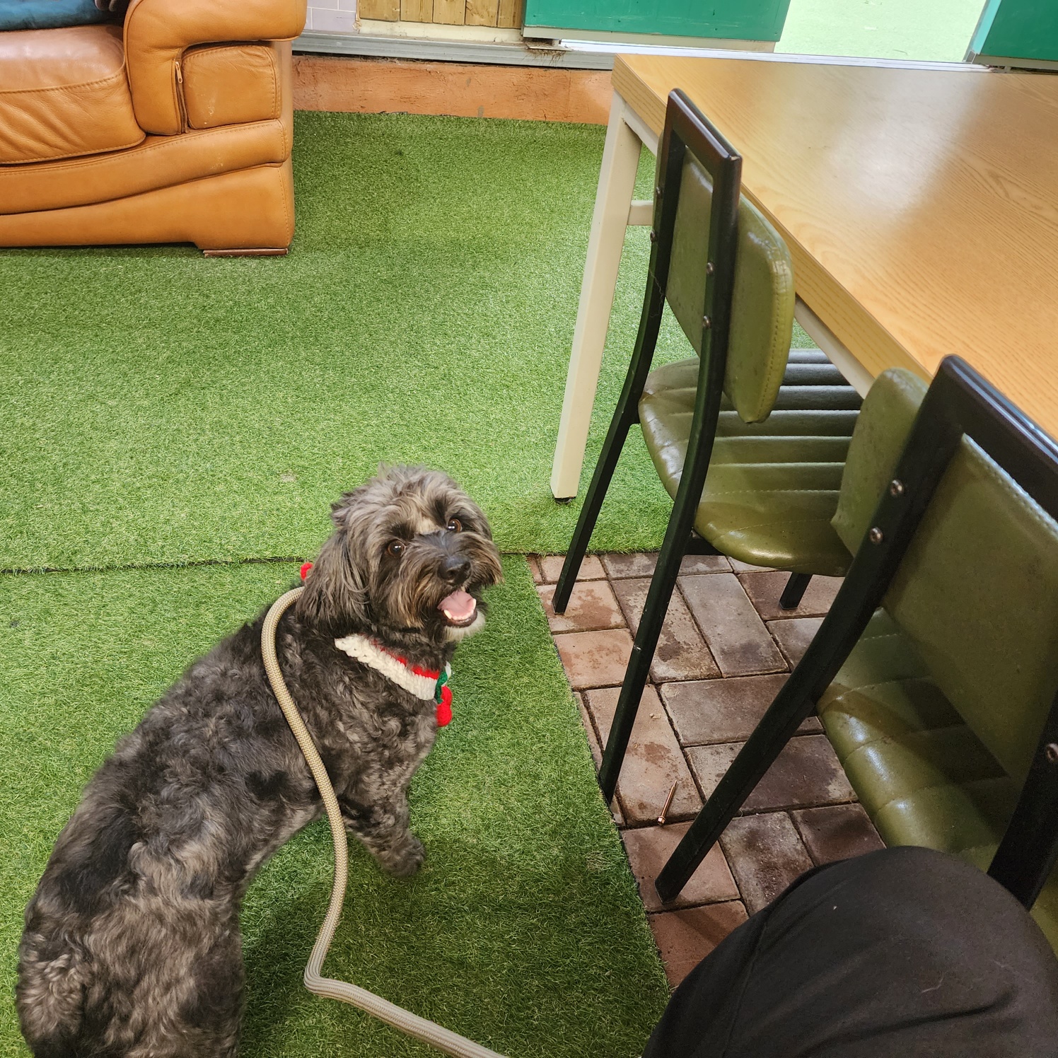 잉배리 우리 집 온 지 3달 됐어요!