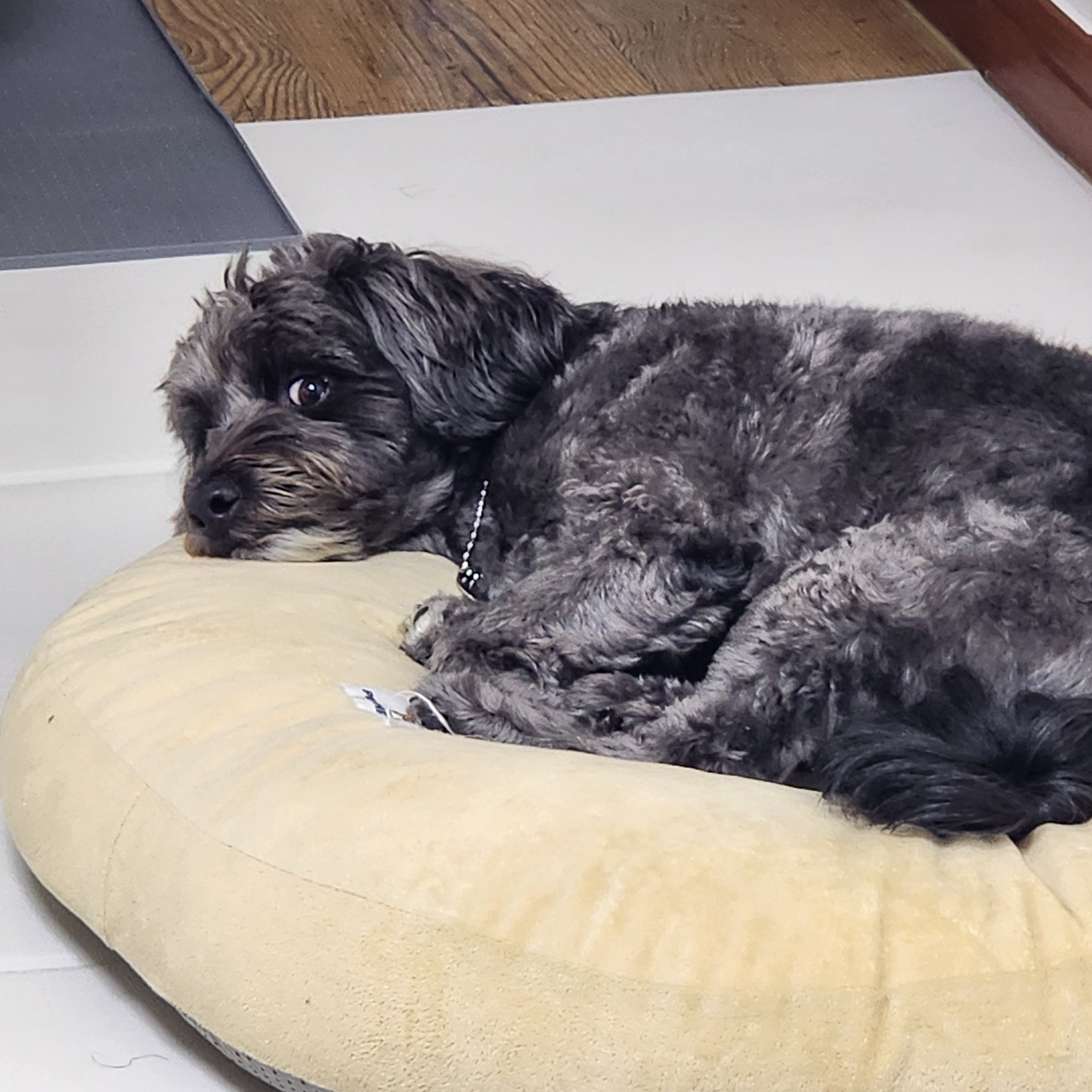 잉배리 우리 집 온 지 3달 됐어요!