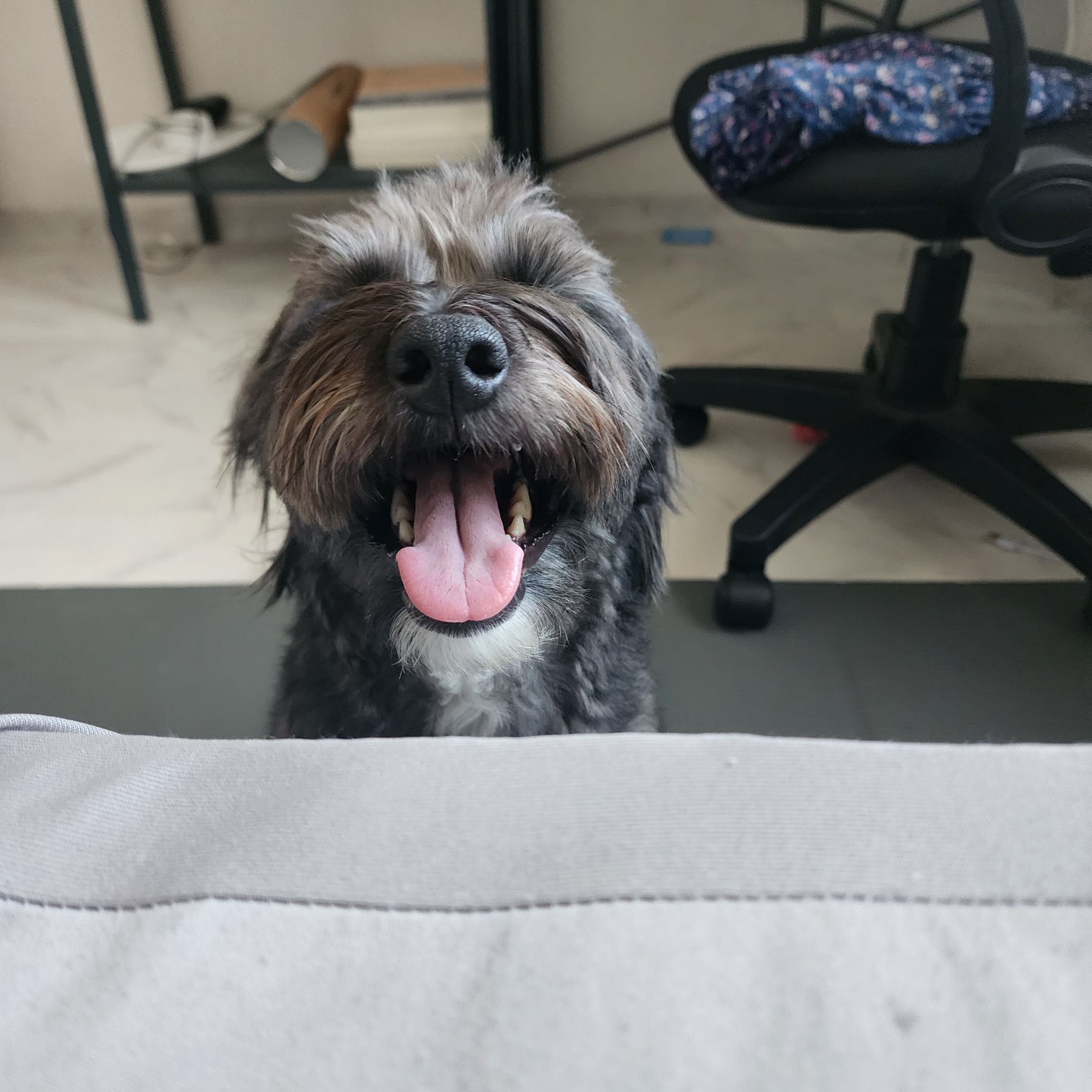 잉배리 우리 집 온 지 3달 됐어요!