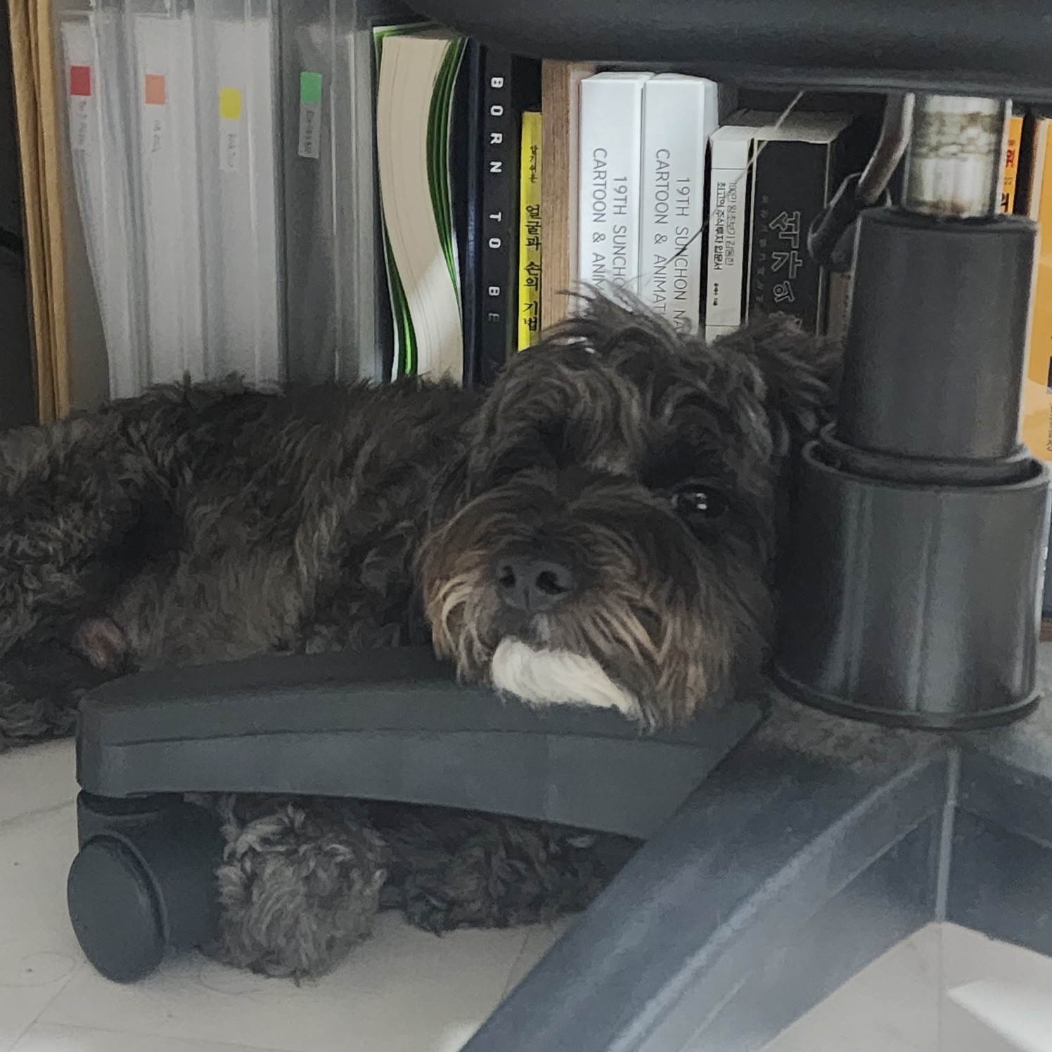 잉배리 우리 집 온 지 3달 됐어요!