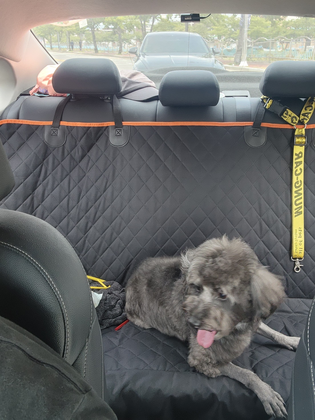 잉배리 우리 집 온 지 3달 됐어요!