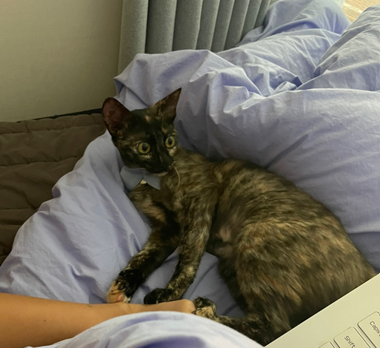 미쯔(구 고롱이) 의 다사다난 일주