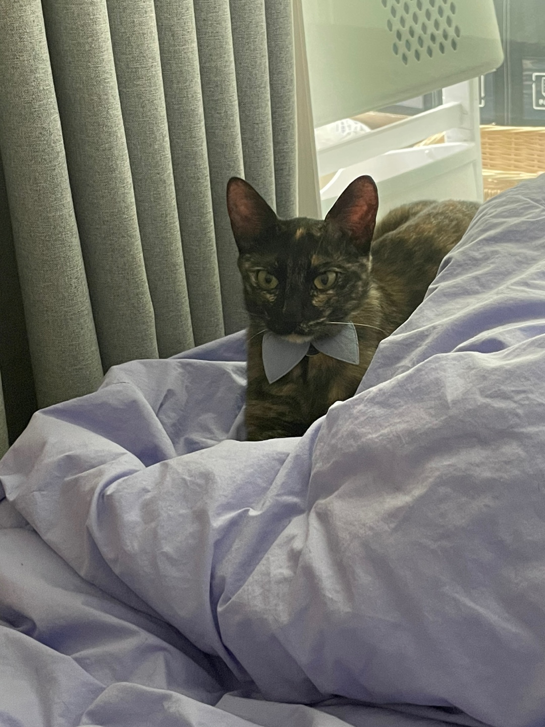 미쯔(구 고롱이) 의 다사다난 일주