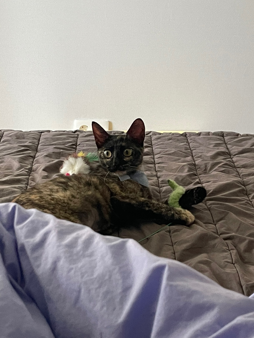 미쯔(구 고롱이) 의 다사다난 일주