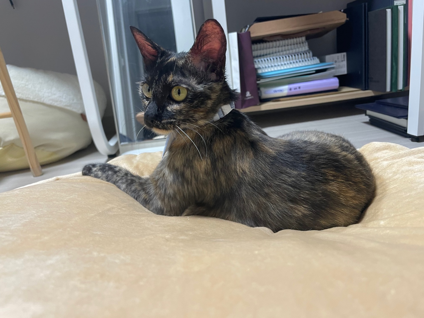 미쯔(구 고롱이) 의 다사다난 일주