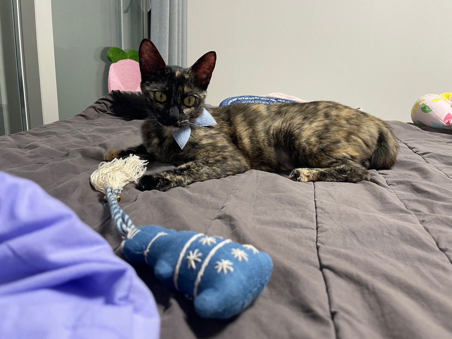 미쯔(구 고롱이) 의 다사다난 일주