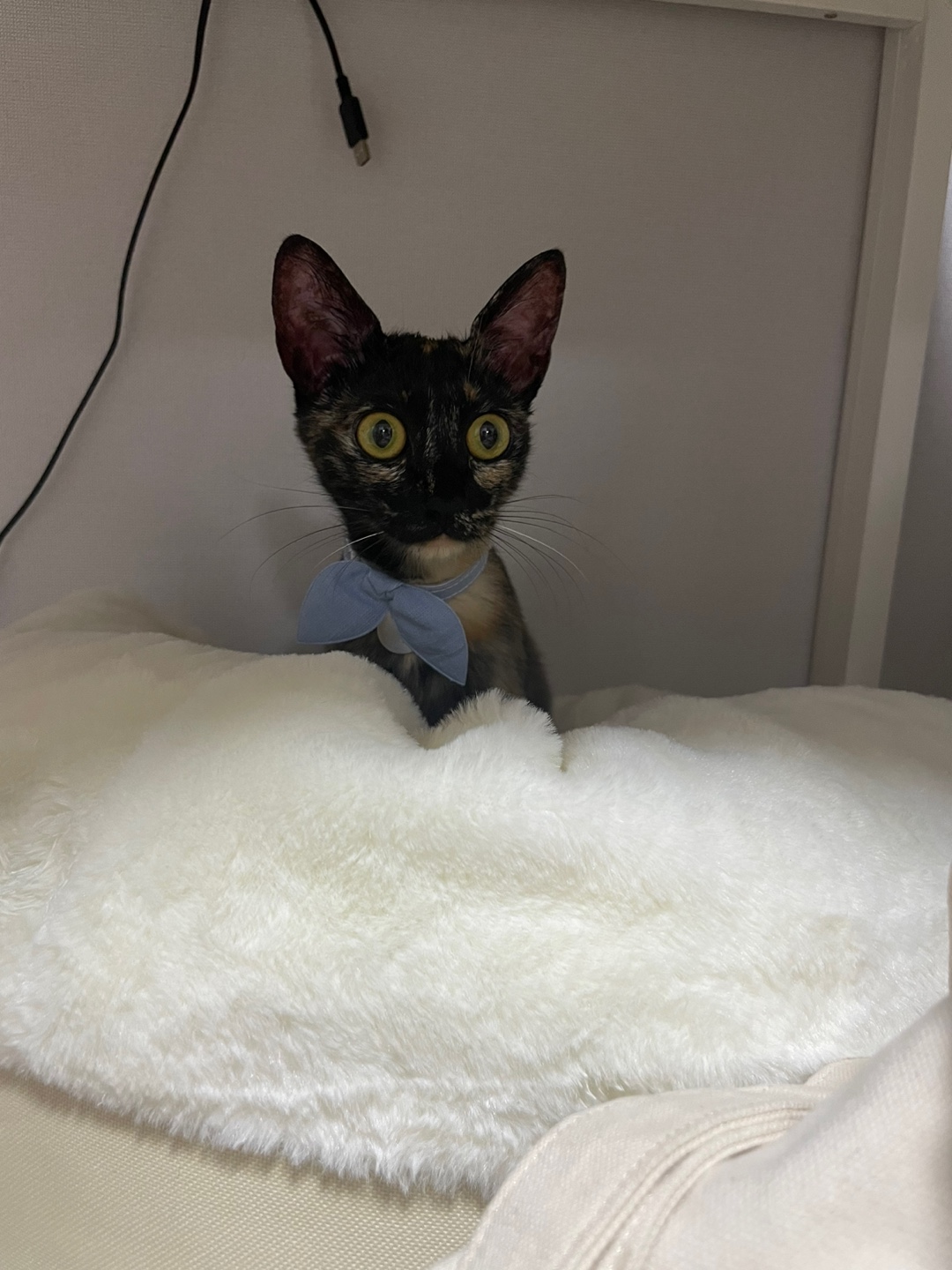 미쯔(구 고롱이) 의 다사다난 일주