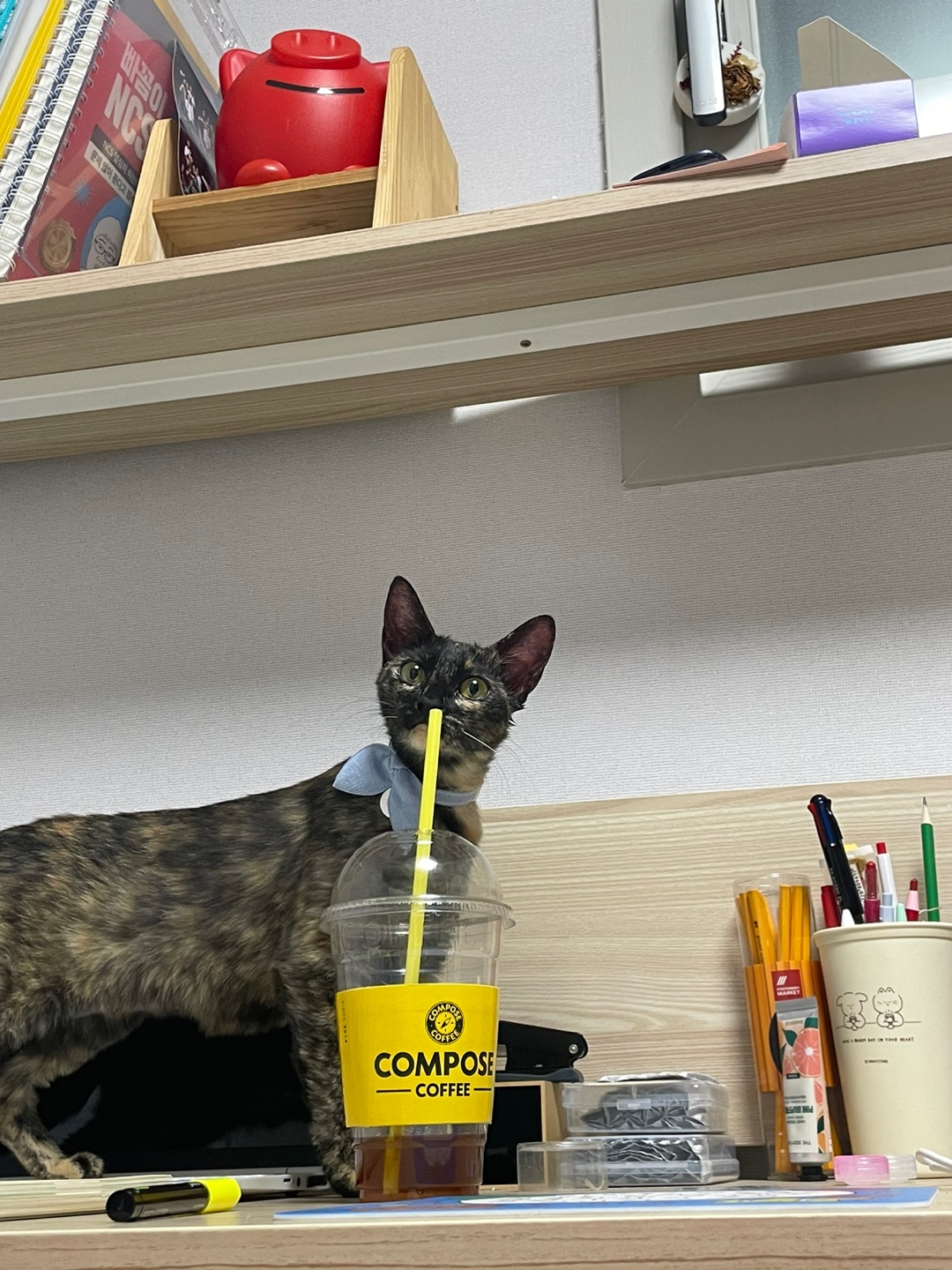 미쯔(구 고롱이) 의 다사다난 일주