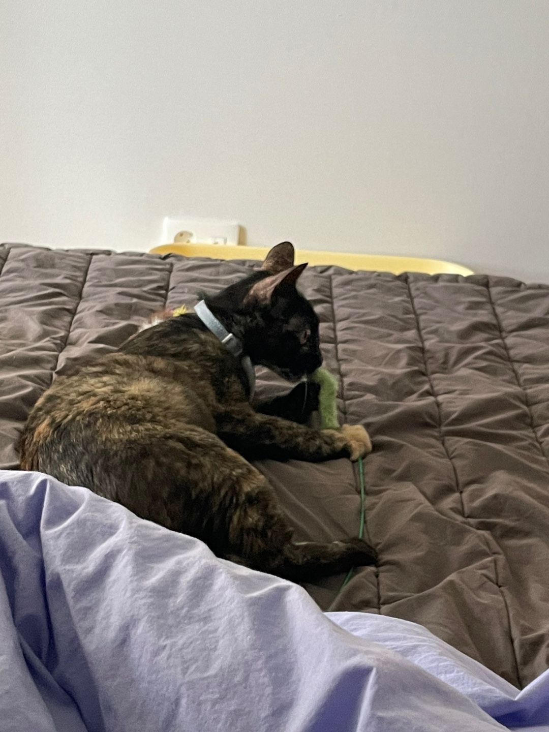 미쯔(구 고롱이) 의 다사다난 일주