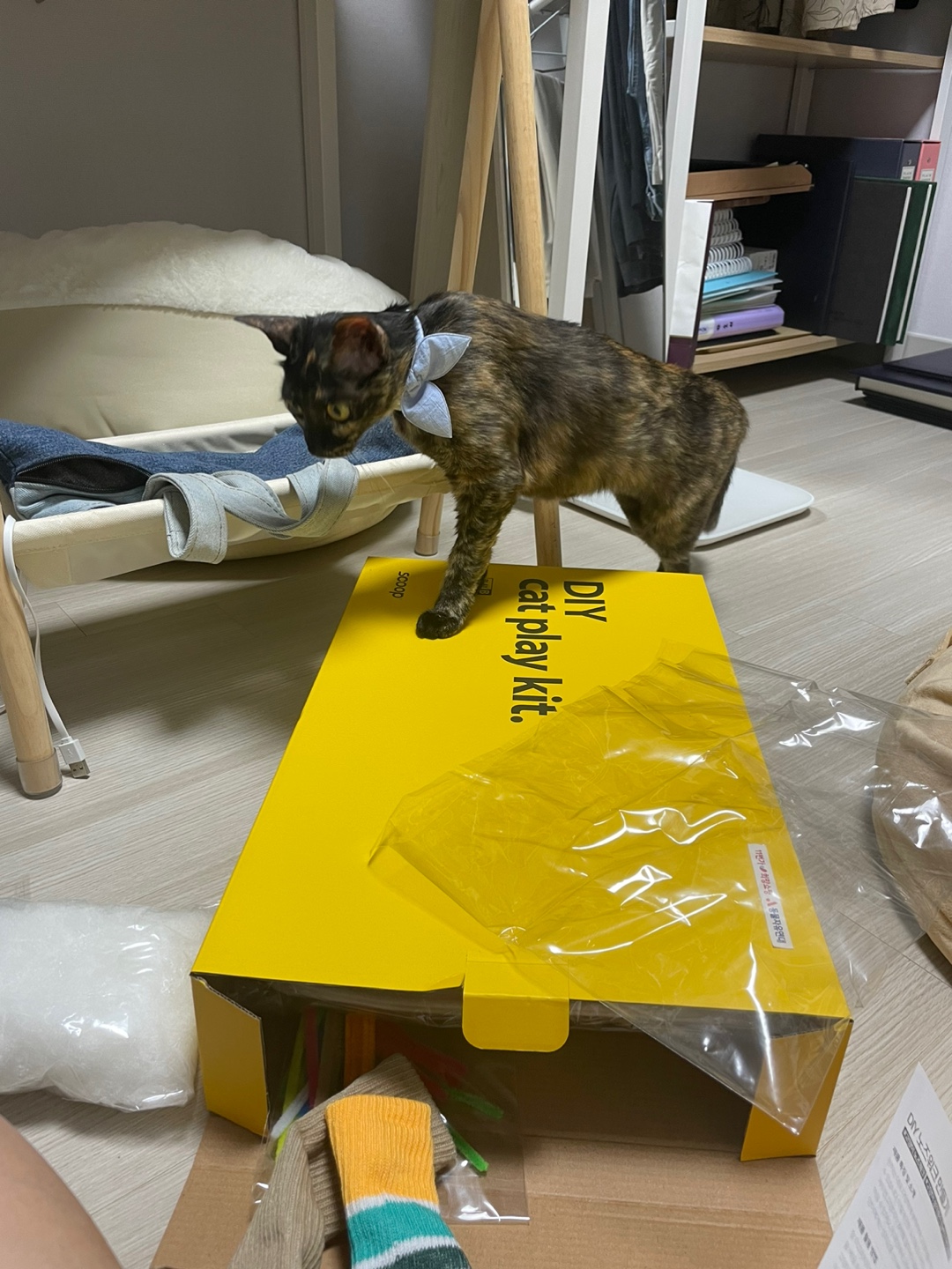 미쯔(구 고롱이) 의 다사다난 일주