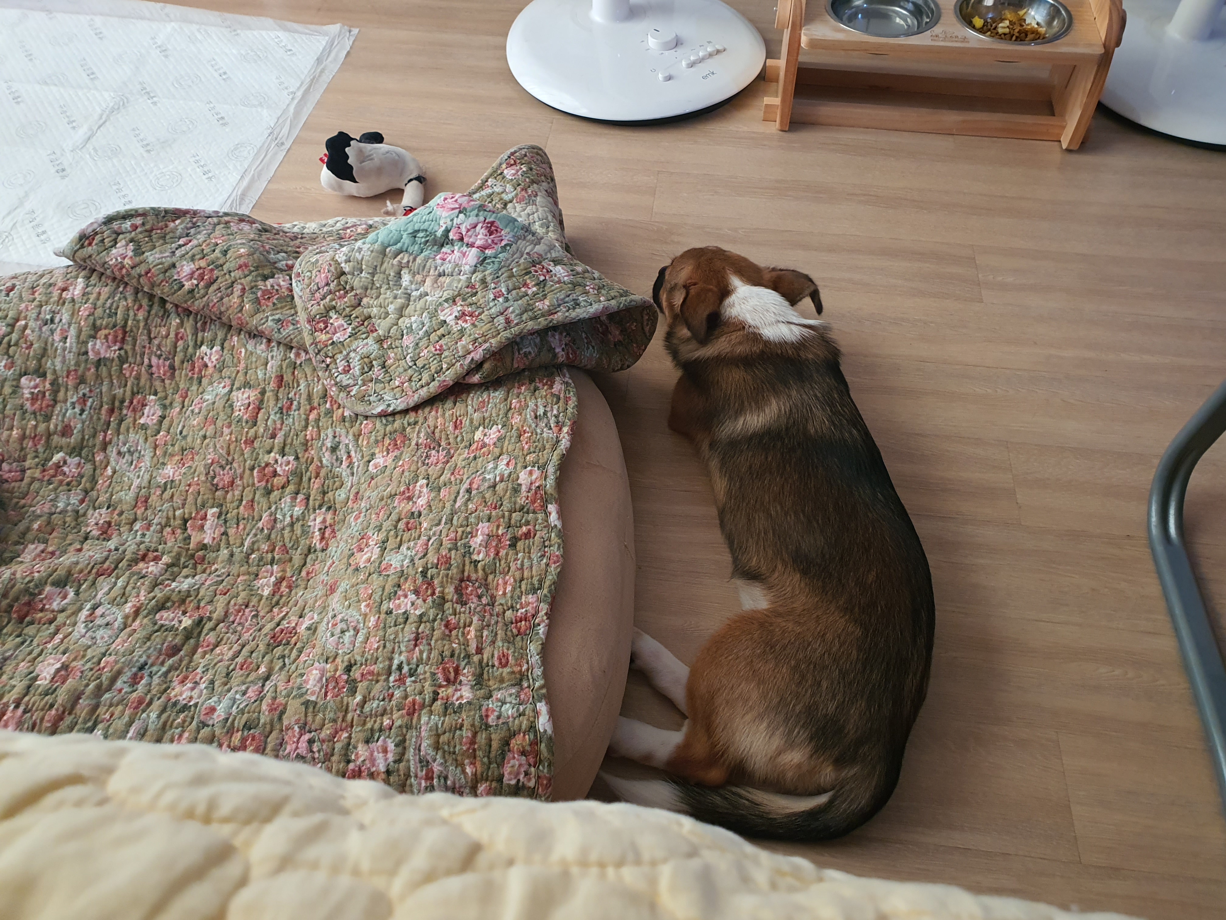 해치 딸 '해선이' 입양한지 2주가 되어가요~