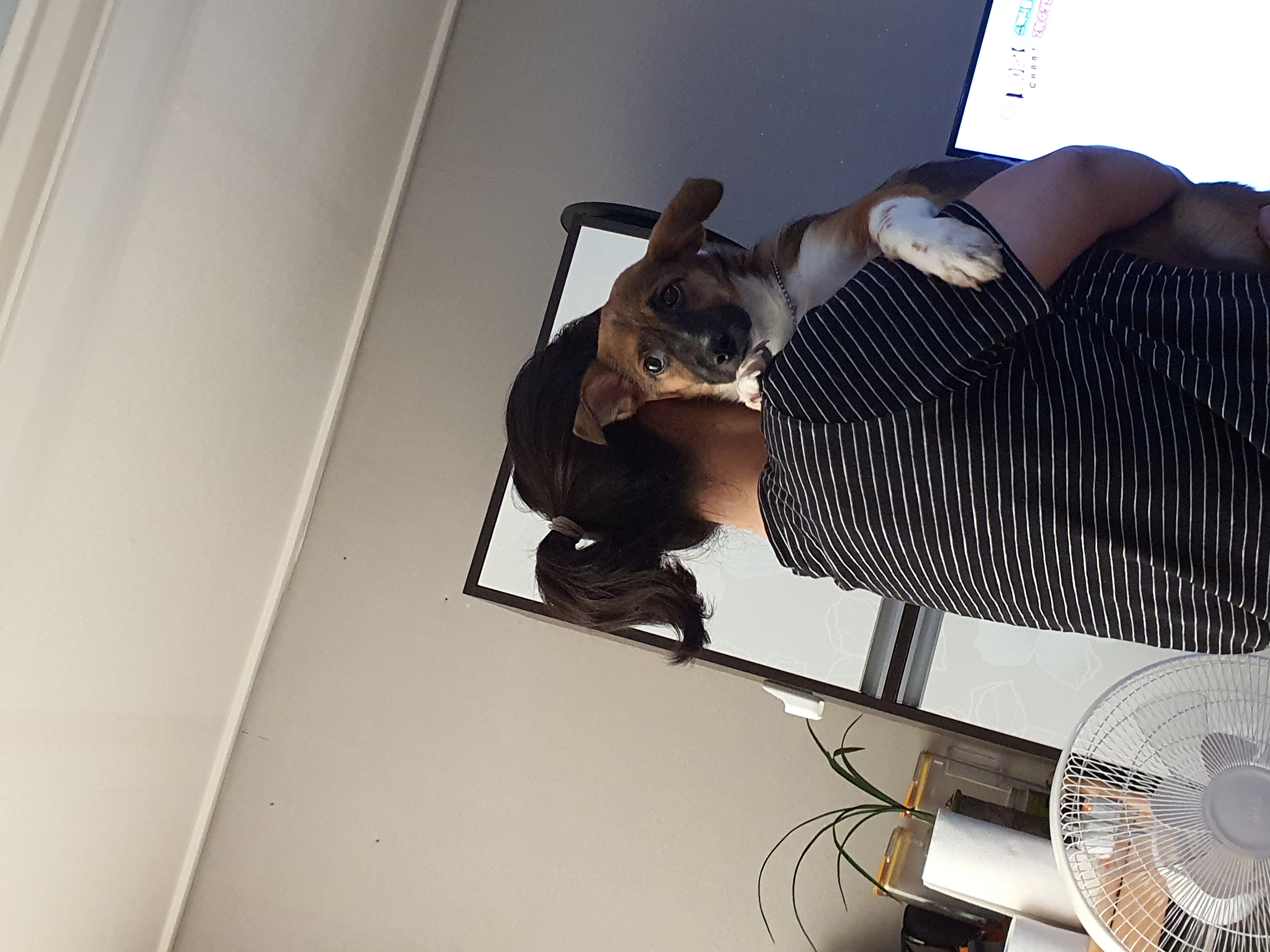 해치 딸 '해선이' 입양한지 2주가 되어가요~