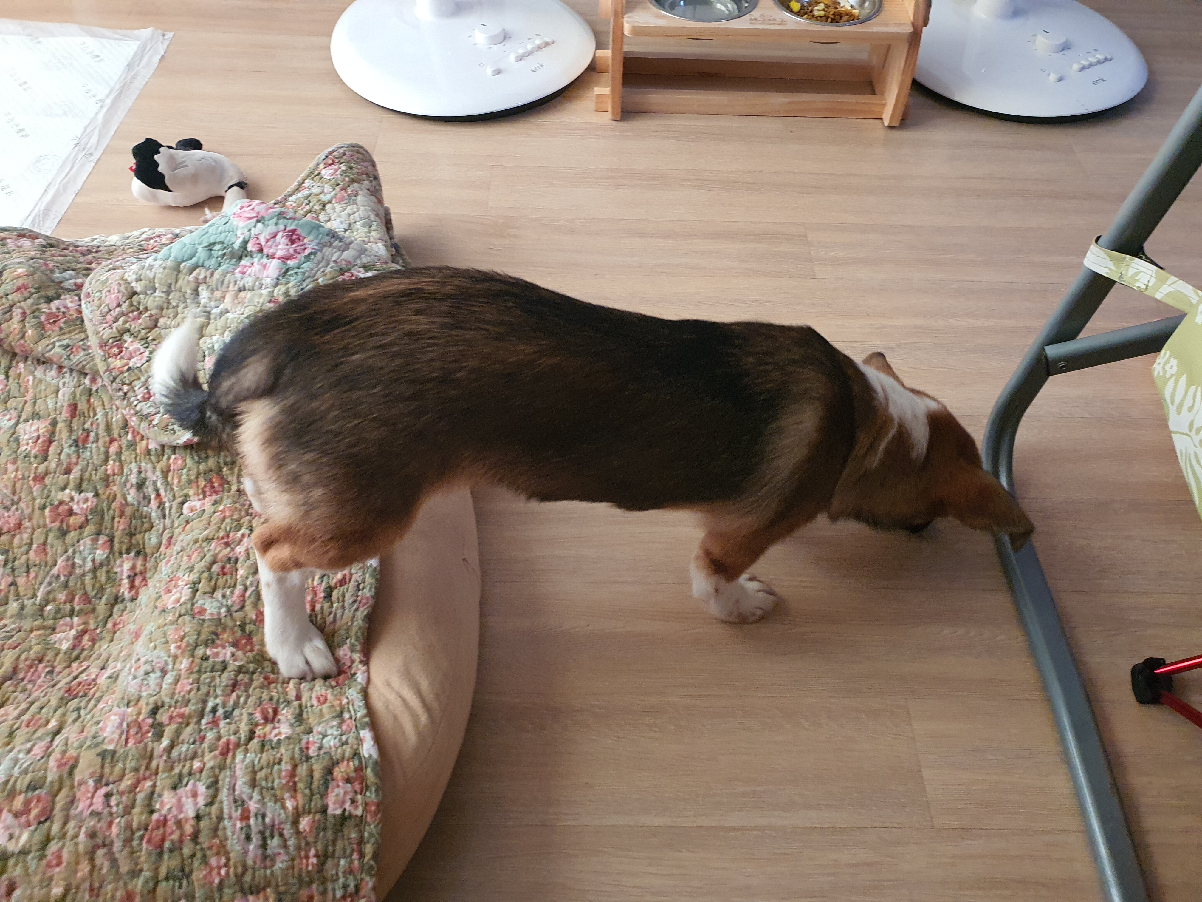 해치 딸 '해선이' 입양한지 2주가 되어가요~