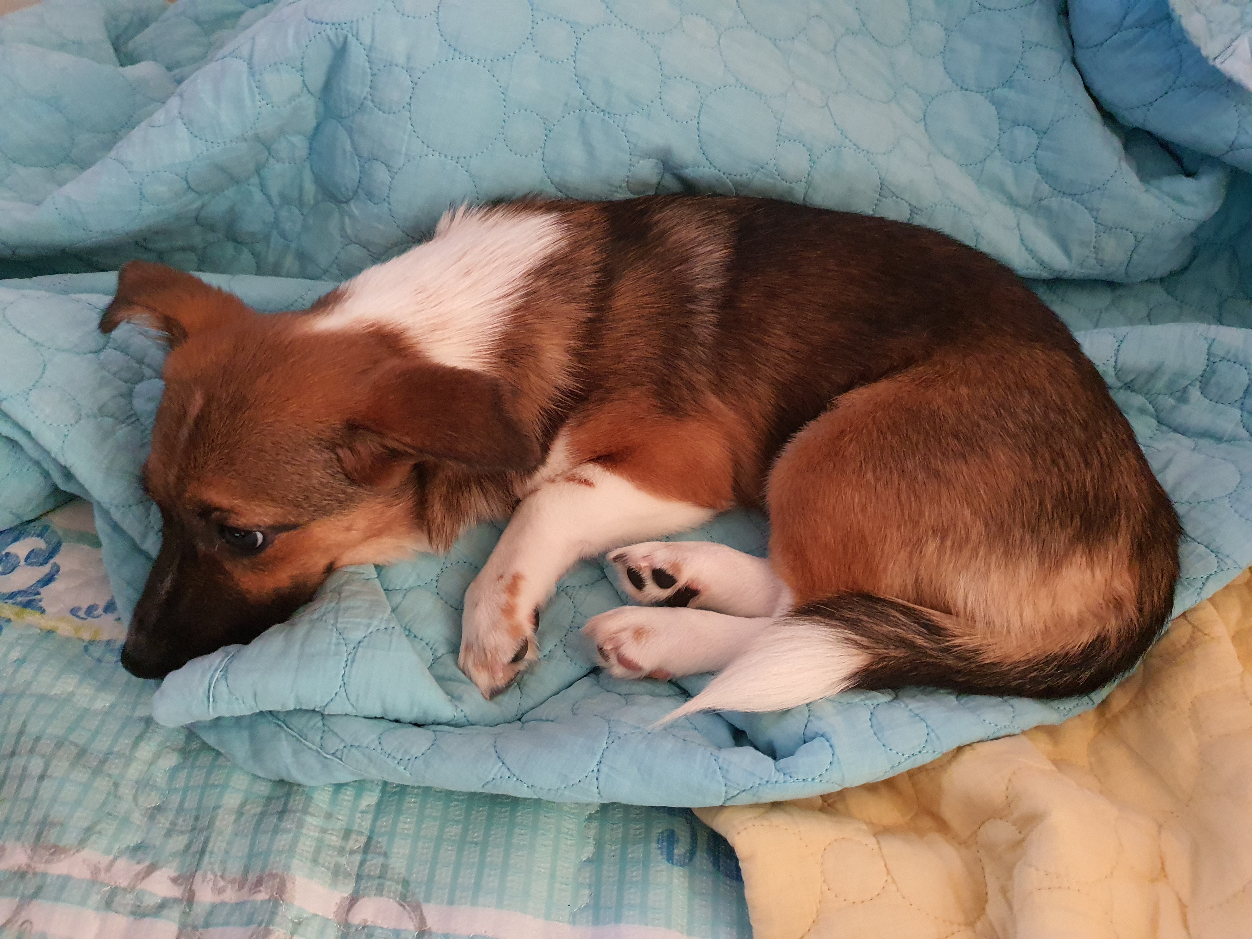 해치 딸 '해선이' 입양한지 2주가 되어가요~