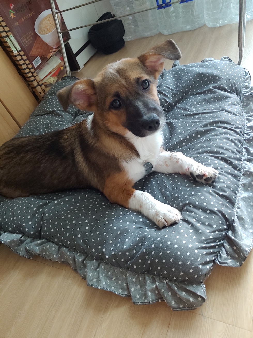 해치 딸 '해선이' 입양한지 2주가 되어가요~