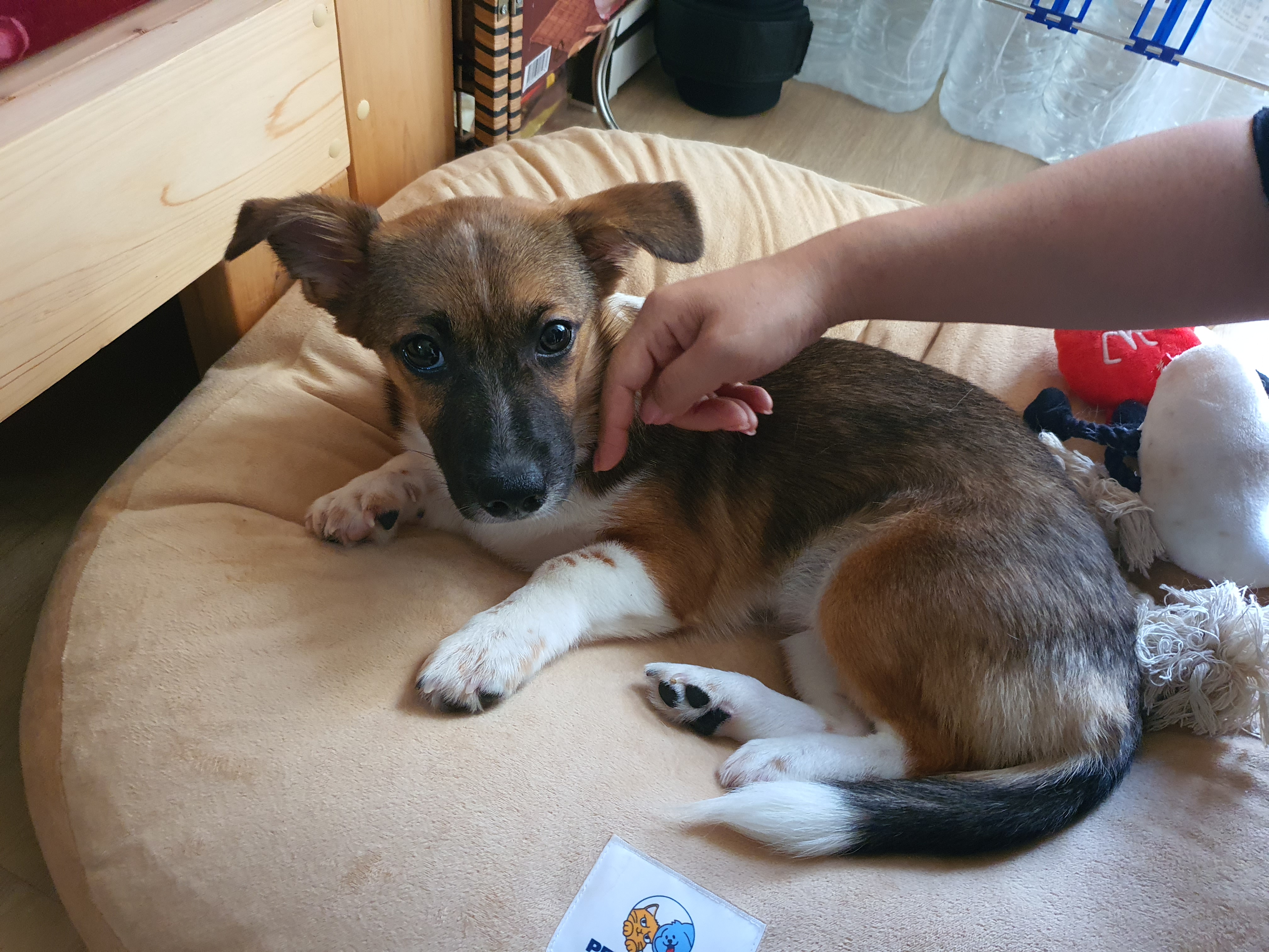 해치 딸 '해선이' 입양한지 2주가 되어가요~