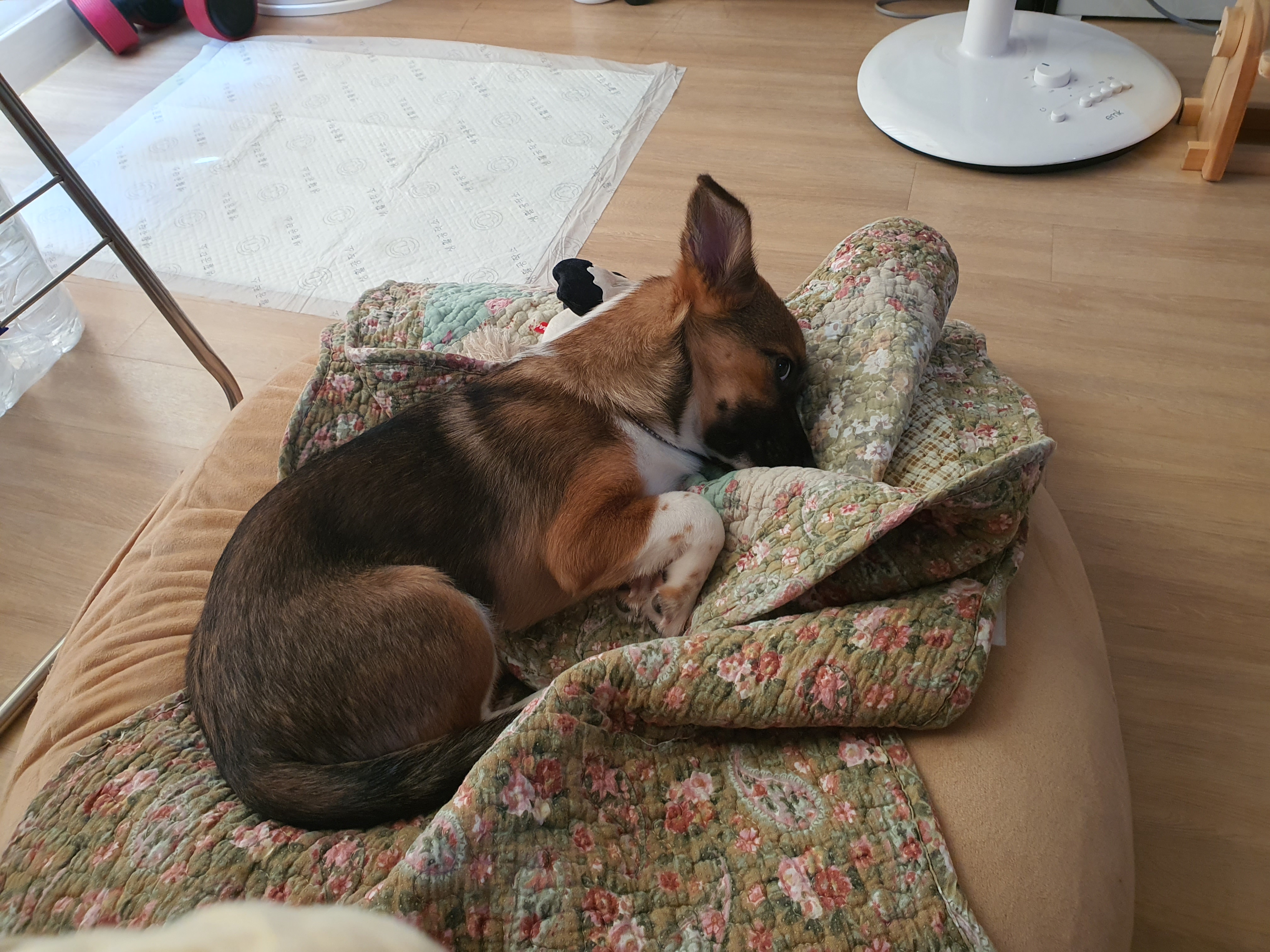 해치 딸 '해선이' 입양한지 2주가 되어가요~