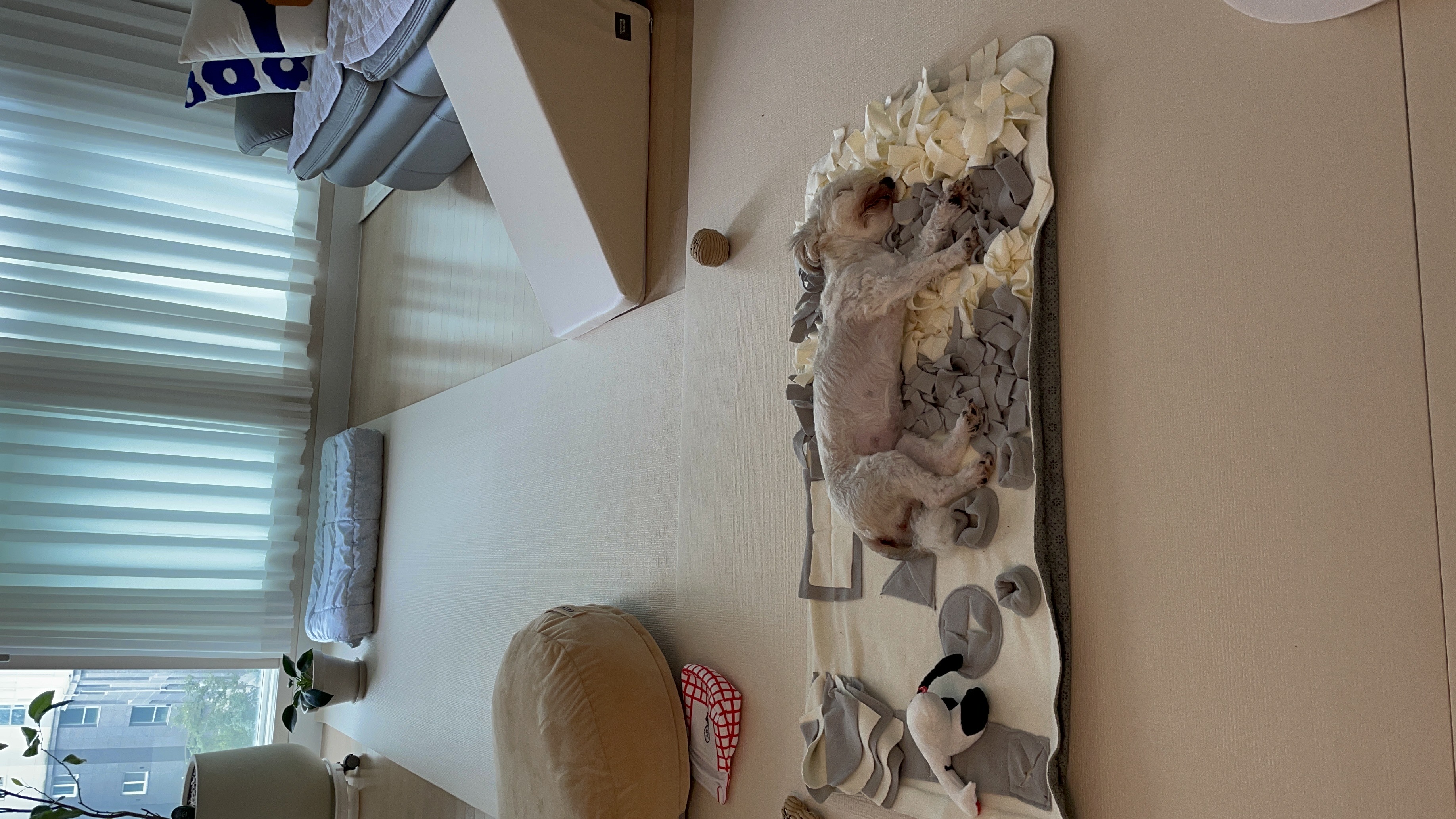 푸딩이(유달이) 입양 한달차 후기입니다 :) 