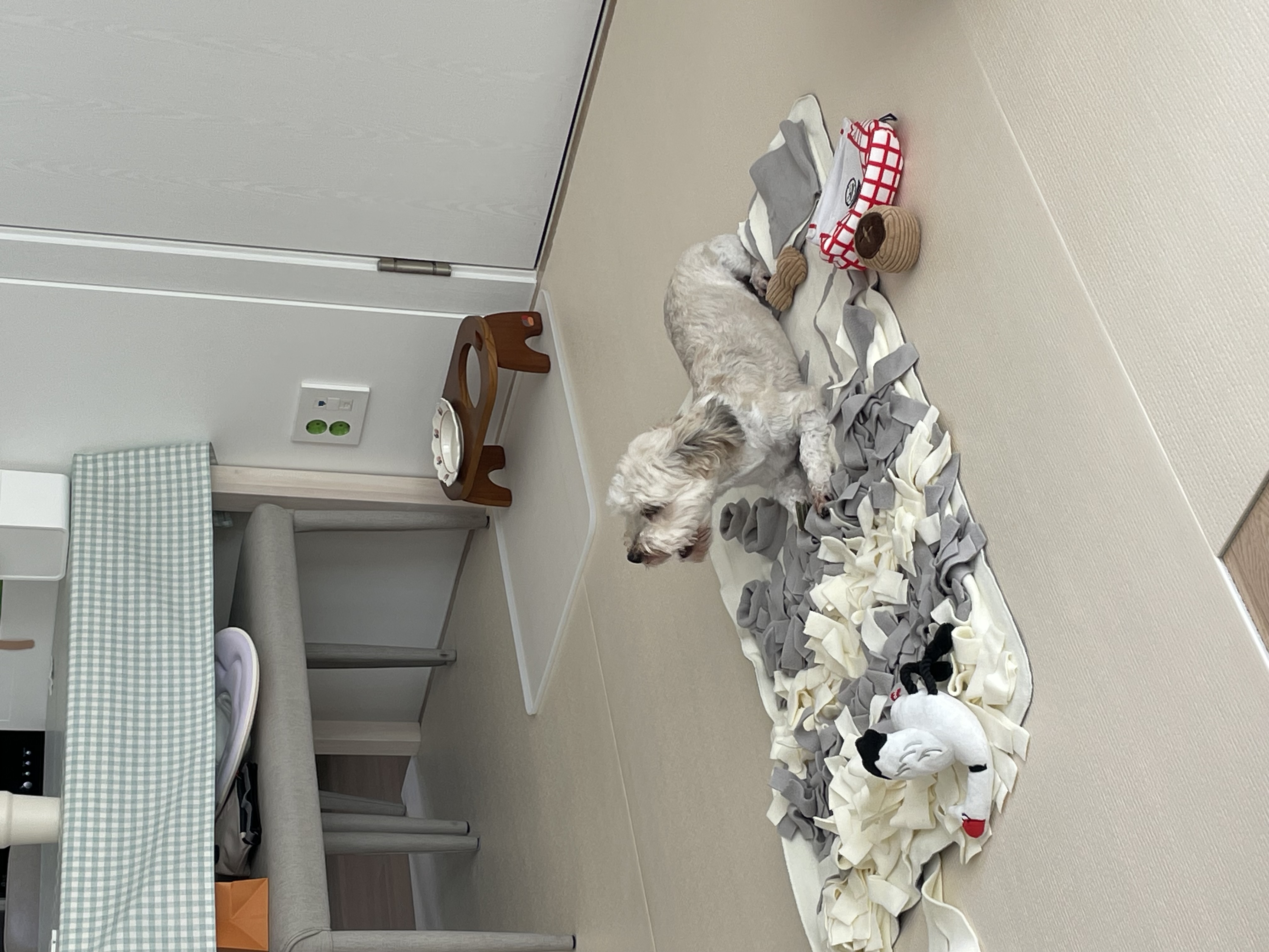 푸딩이(유달이) 입양 한달차 후기입니다 :) 