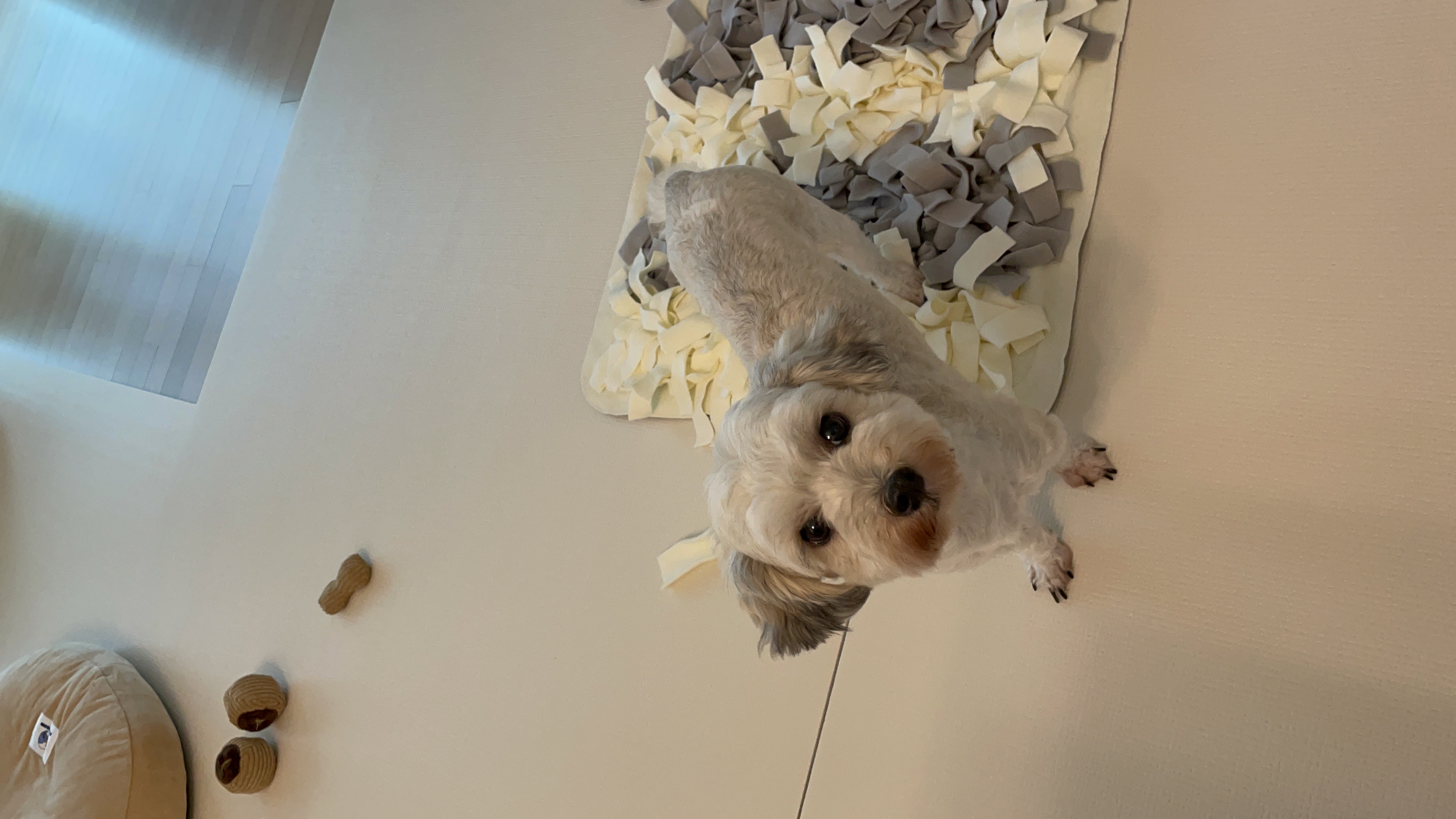 푸딩이(유달이) 입양 한달차 후기입니다 :) 