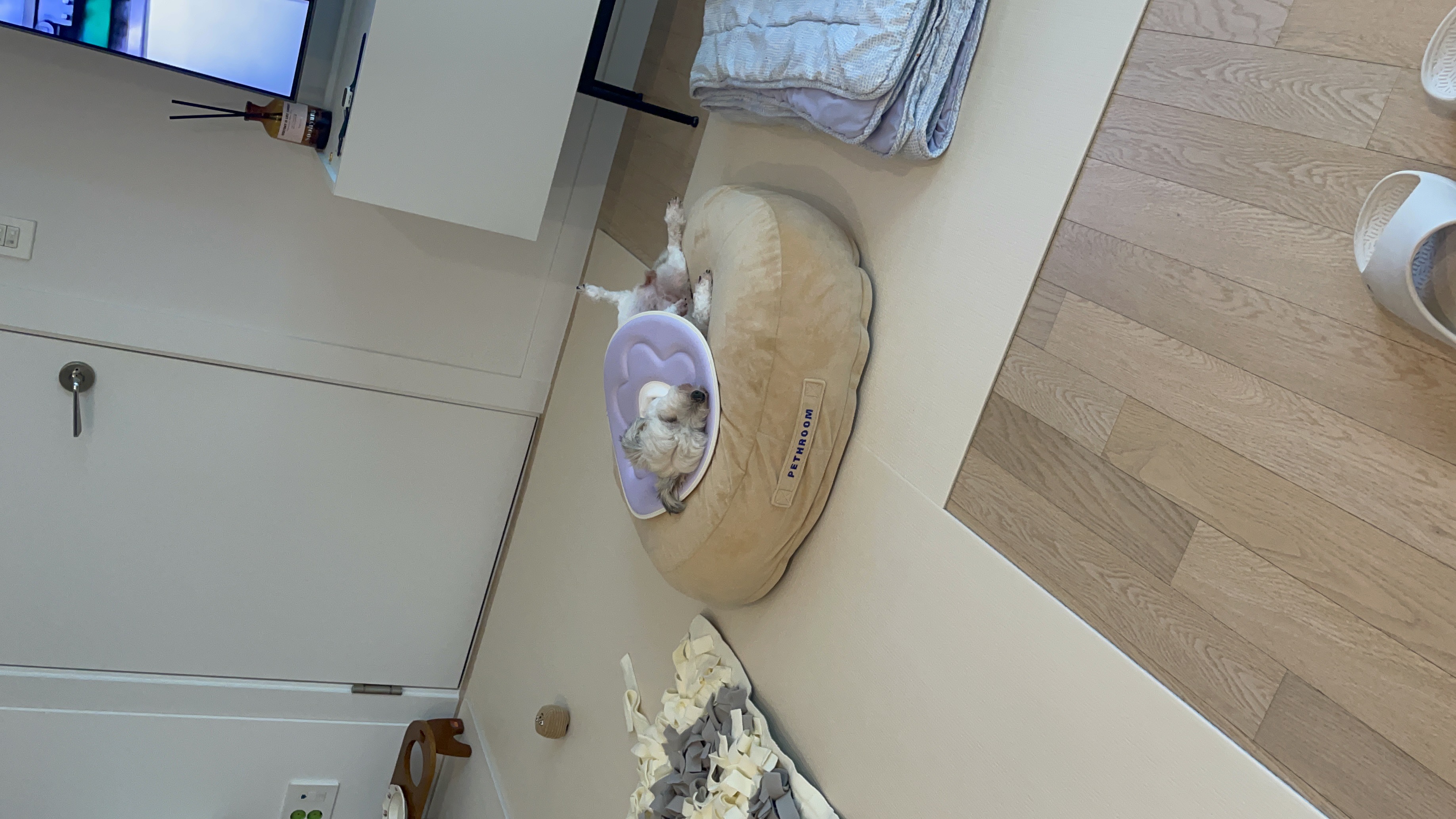 푸딩이(유달이) 입양 한달차 후기입니다 :) 