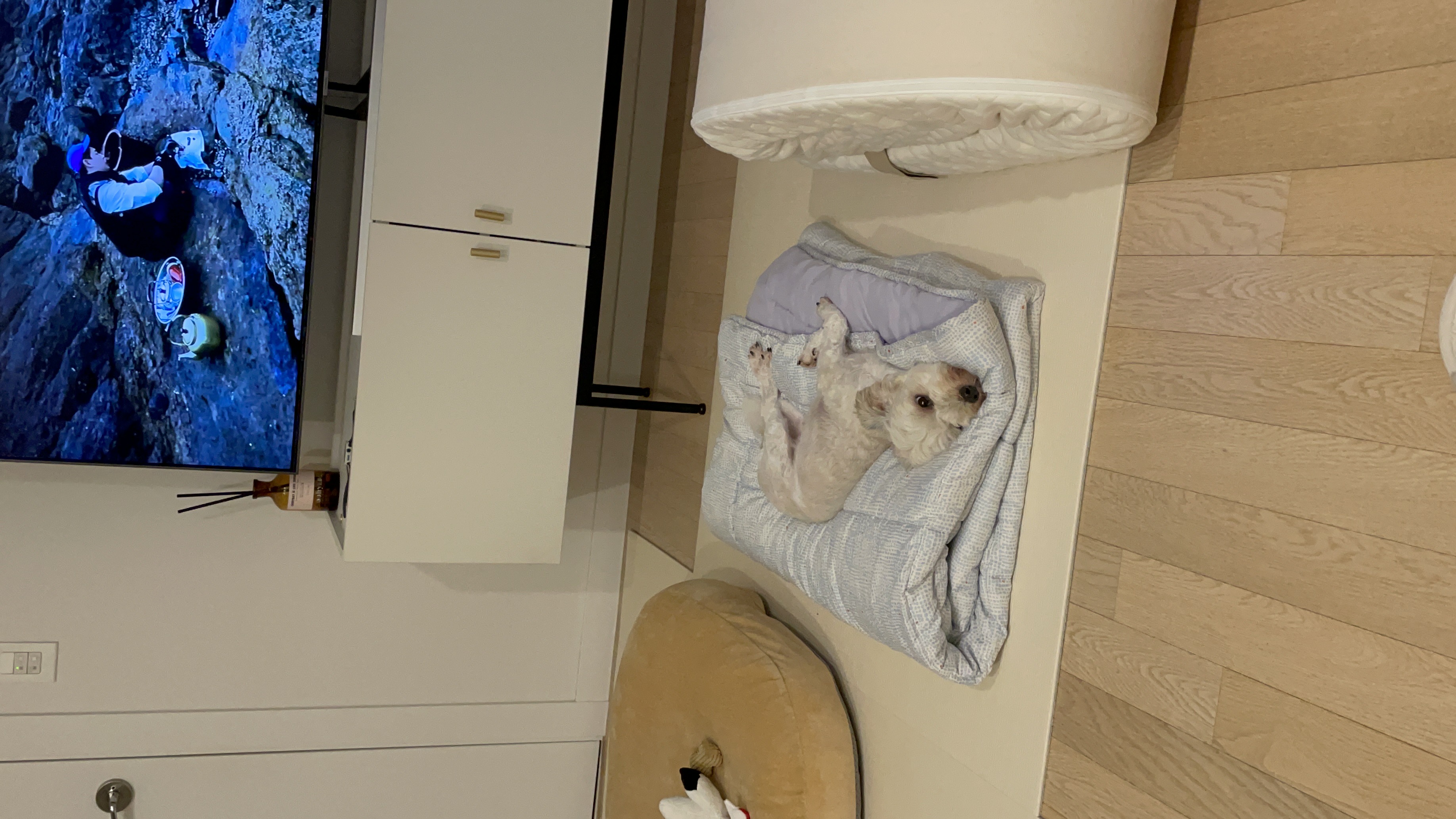 푸딩이(유달이) 입양 한달차 후기입니다 :) 