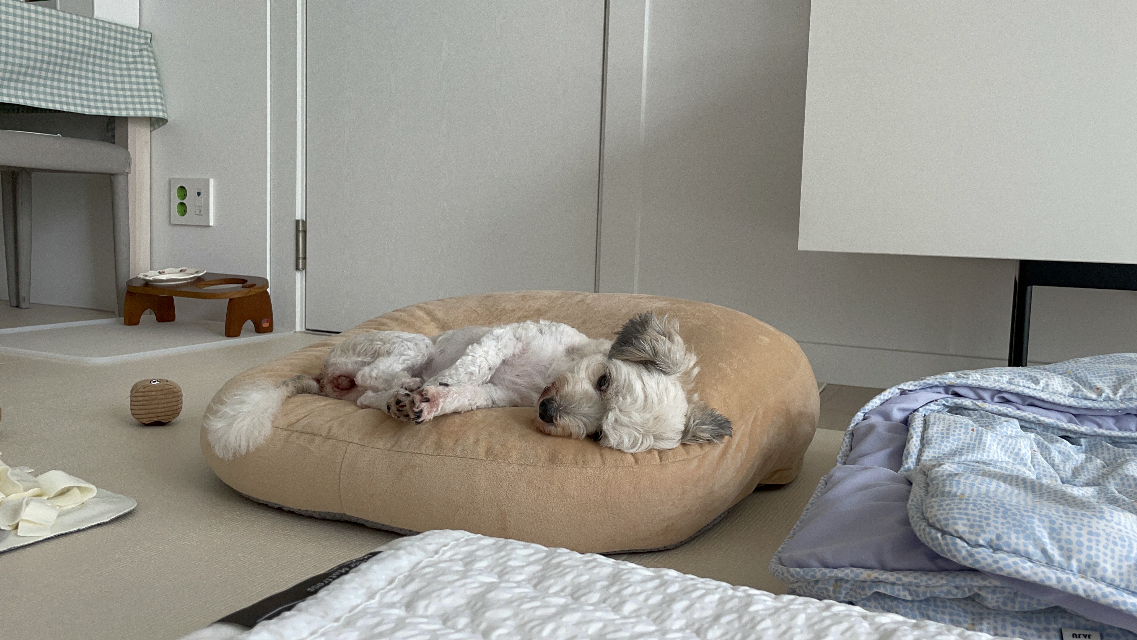 푸딩이(유달이) 입양 한달차 후기입니다 :) 