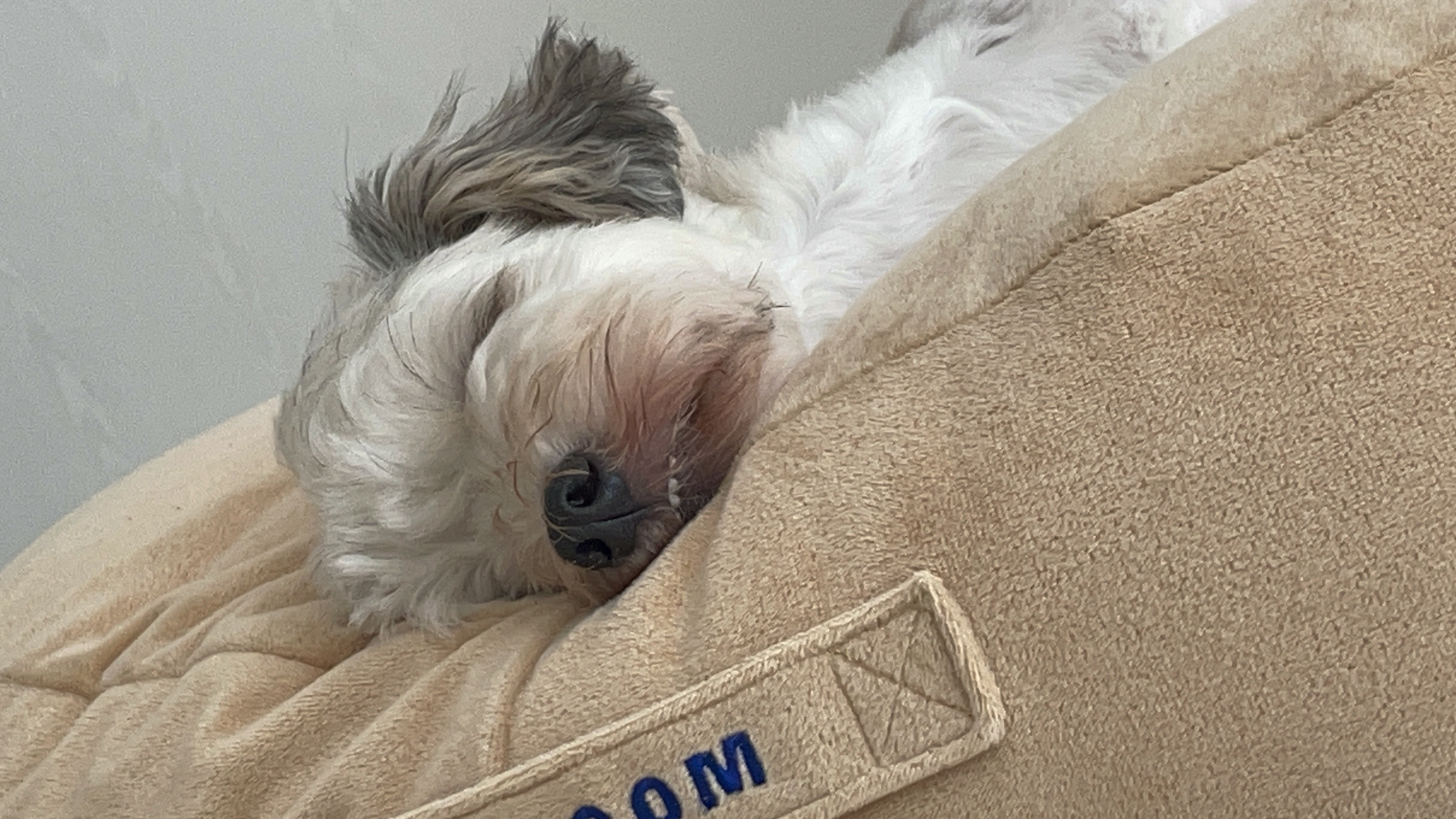 푸딩이(유달이) 입양 한달차 후기입니다 :) 