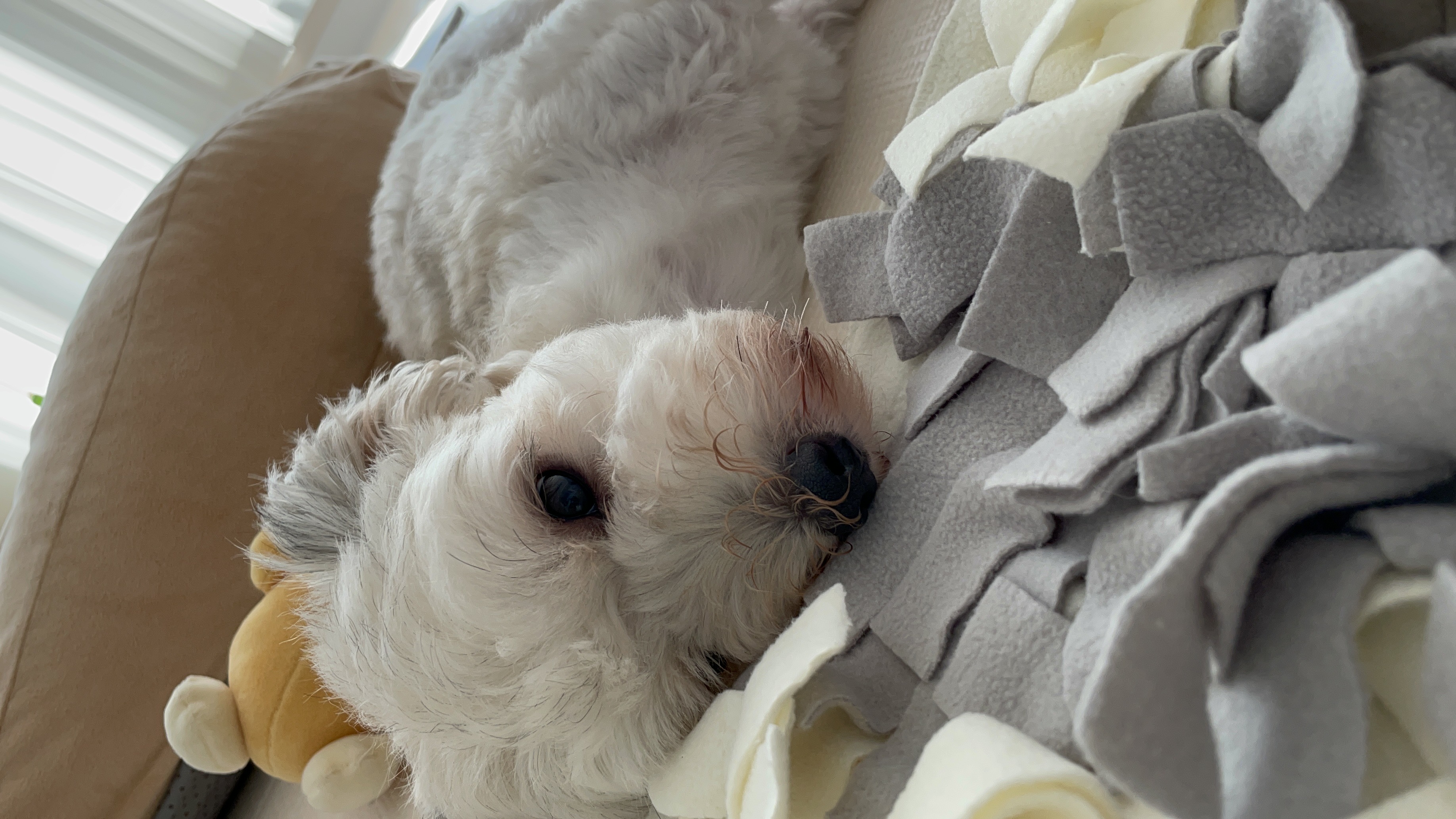 푸딩이(유달이) 입양 한달차 후기입니다 :) 