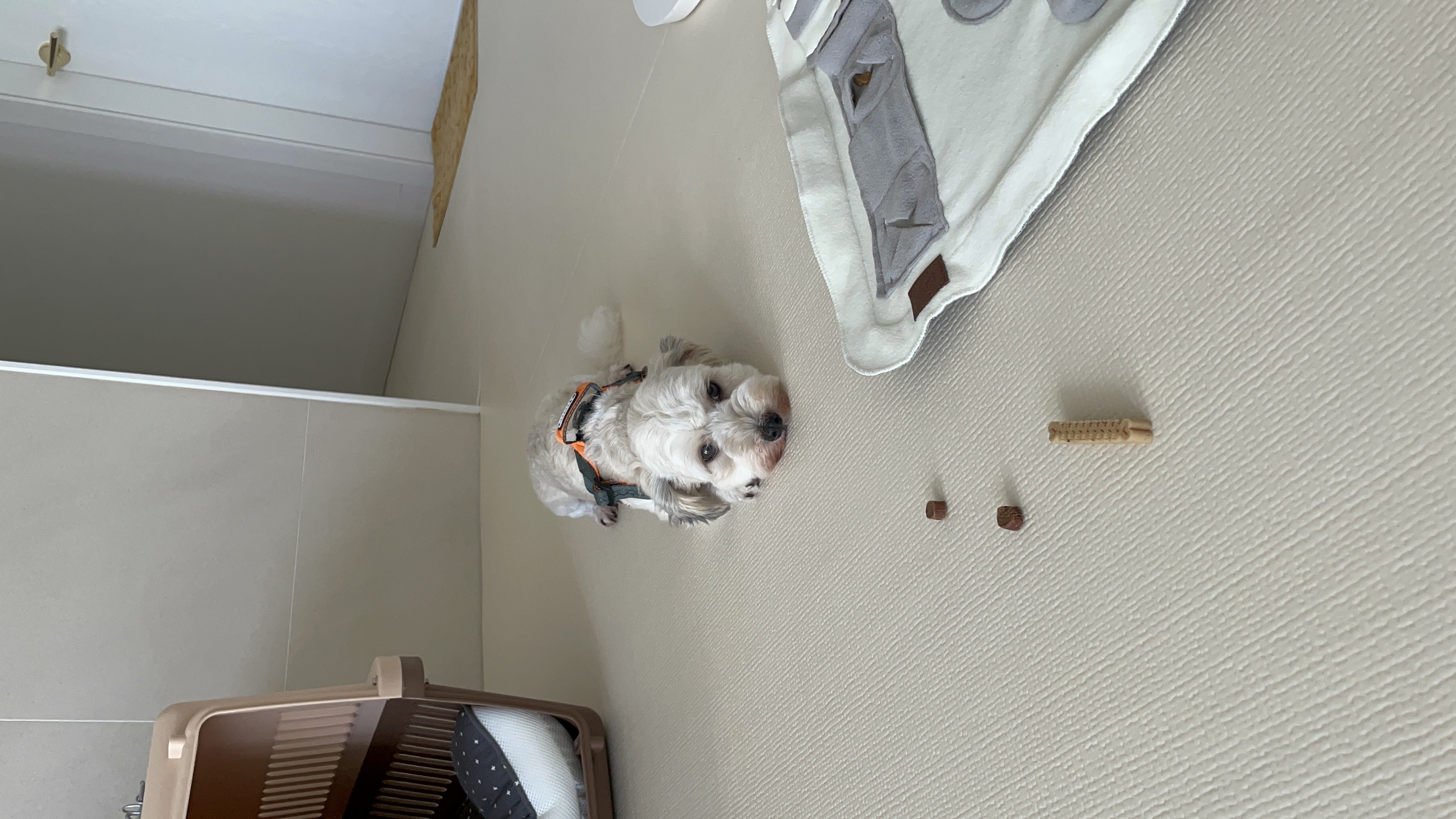 푸딩이(유달이) 입양 한달차 후기입니다 :) 