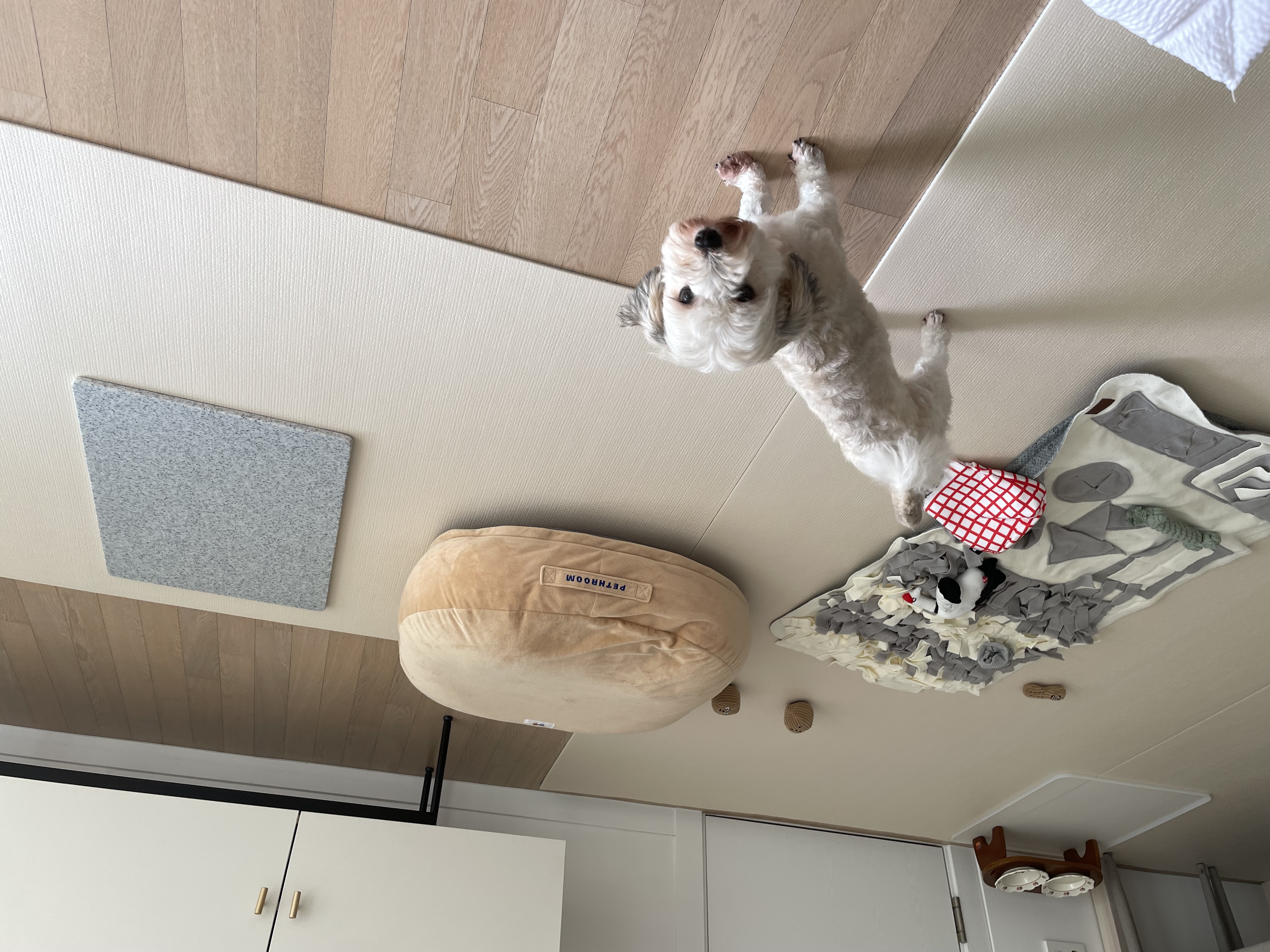 푸딩이(유달이) 입양 한달차 후기입니다 :) 