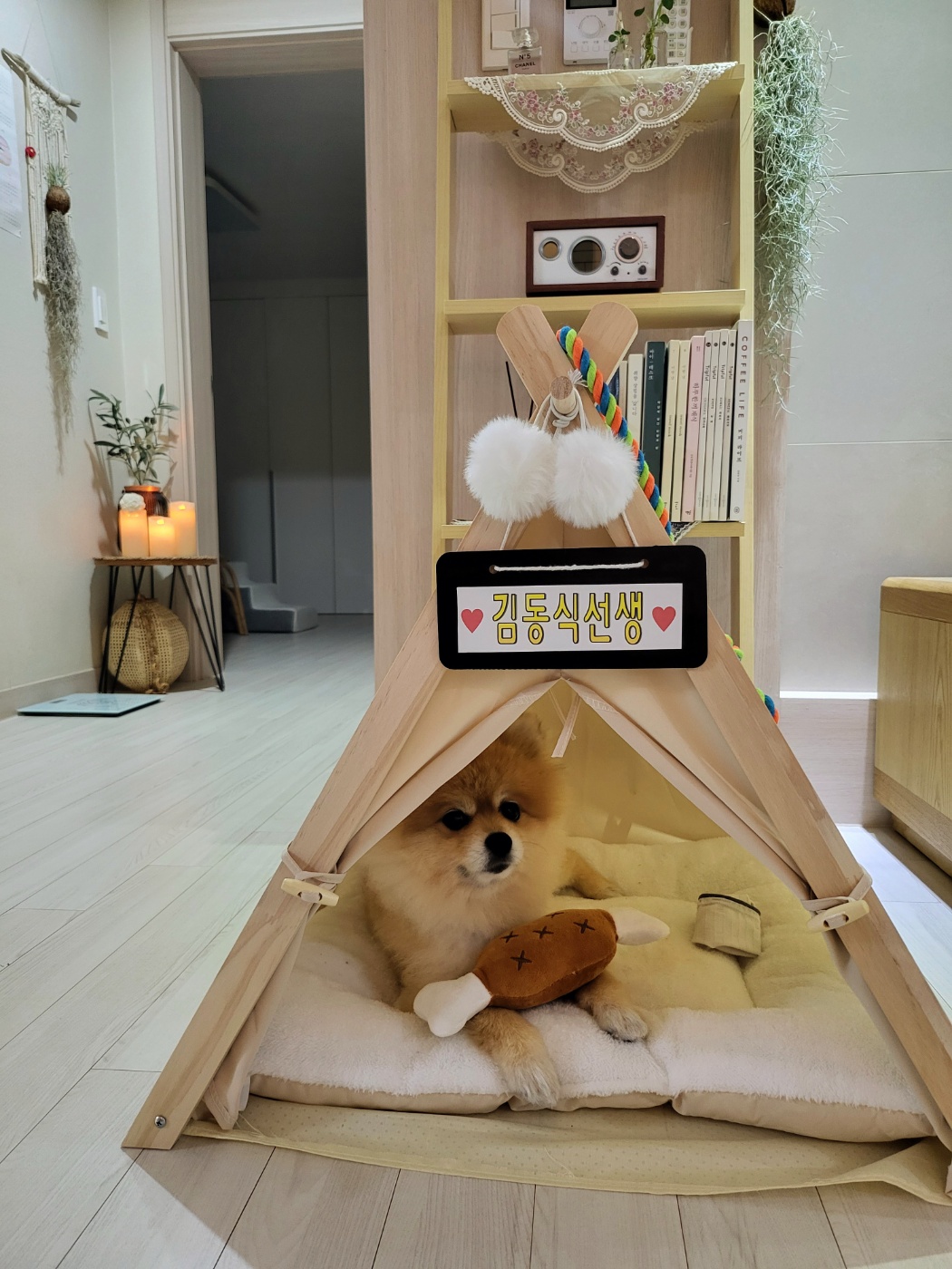 뽀심이(동식이) 입양 후 한달 후기입니다