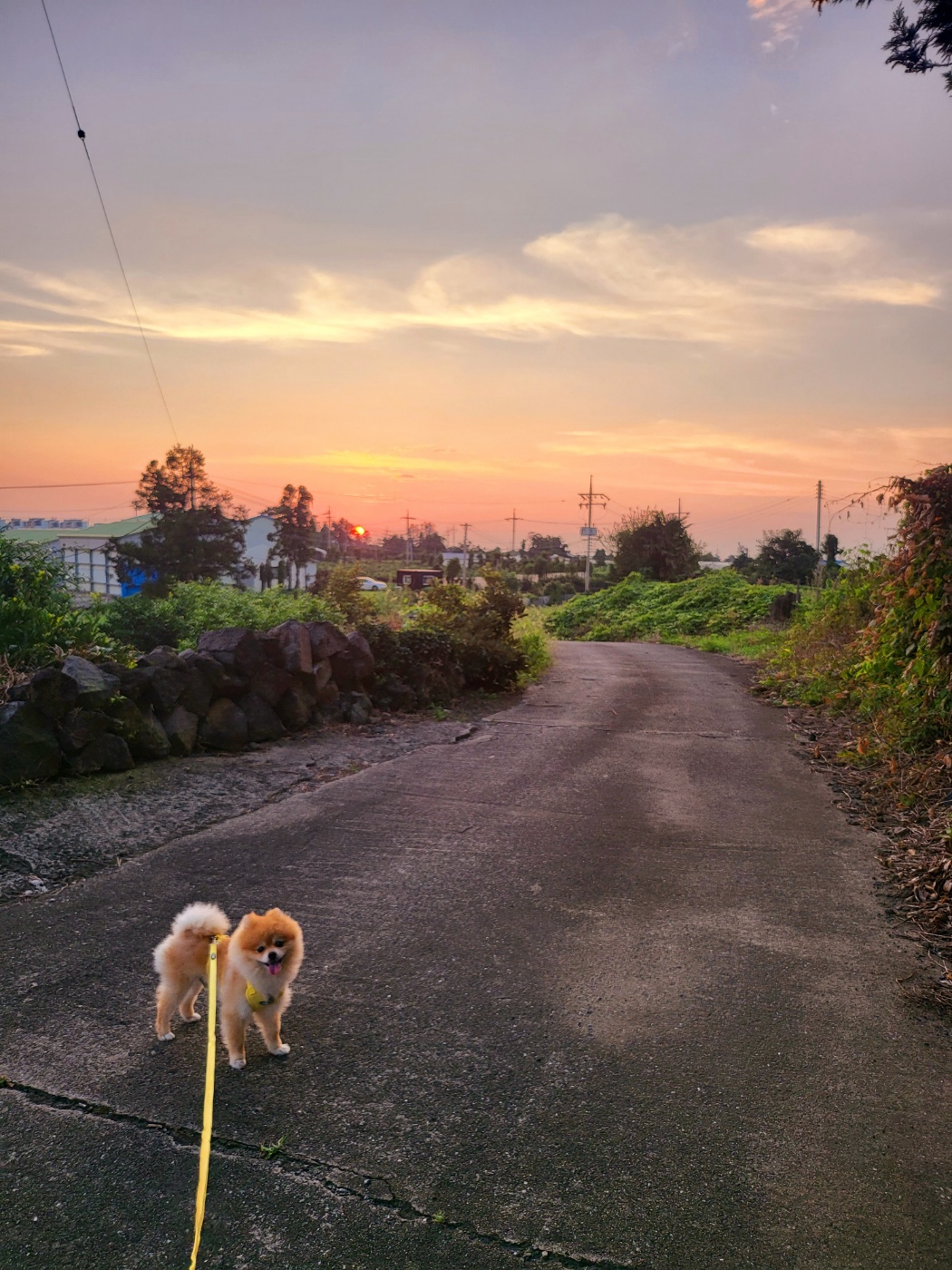 뽀심이(동식이) 입양 후 한달 후기입니다