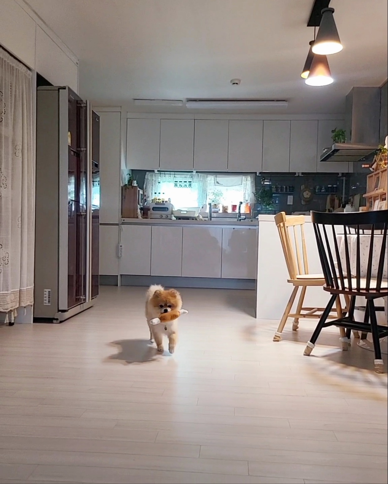 뽀심이(동식이) 입양 후 한달 후기입니다