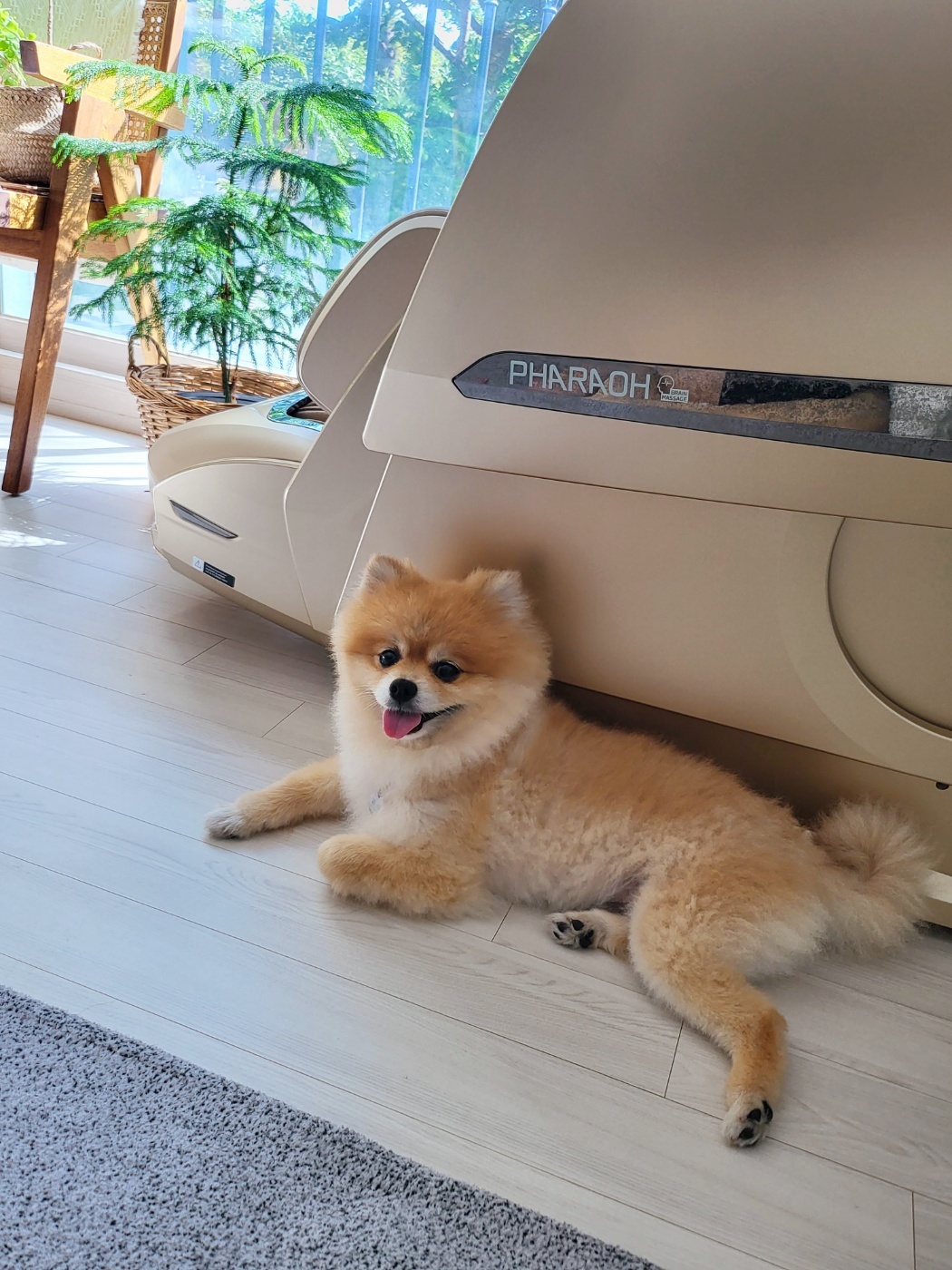 뽀심이(동식이) 입양 후 한달 후기입니다