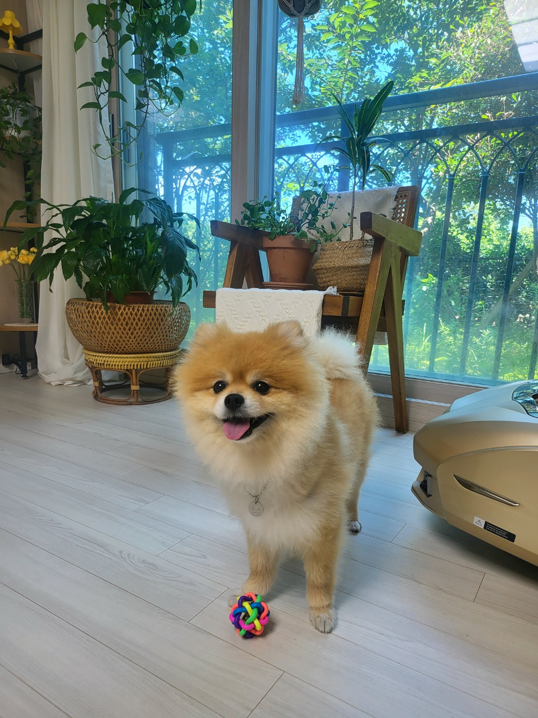 뽀심이(동식이) 입양 후 한달 후기입니다