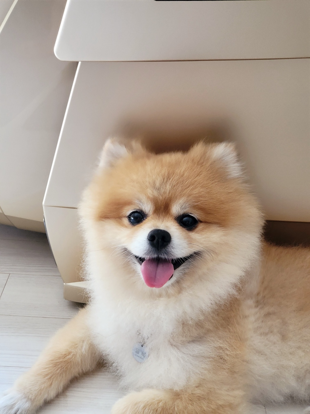 뽀심이(동식이) 입양 후 한달 후기입니다