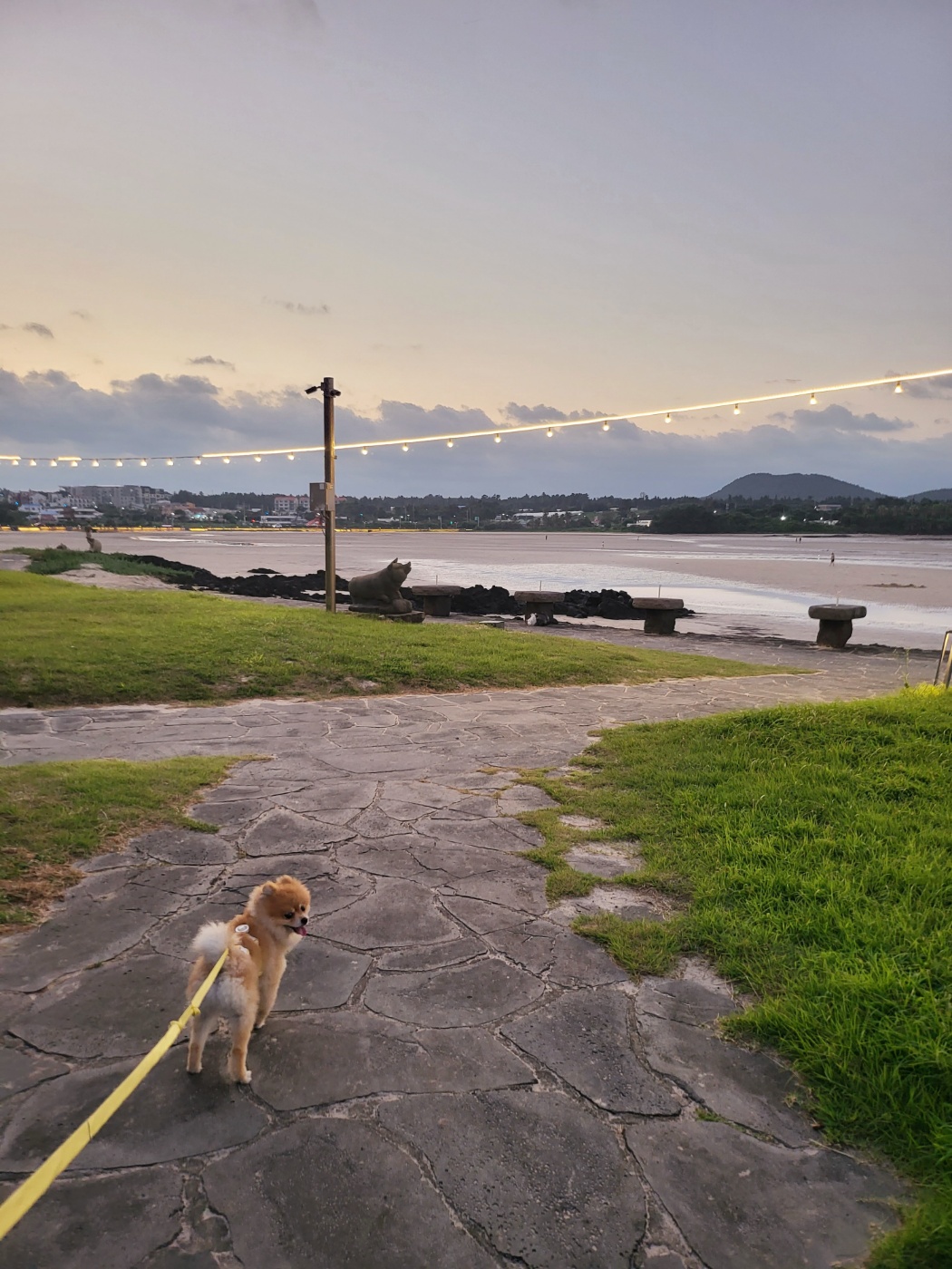뽀심이(동식이) 입양 후 한달 후기입니다