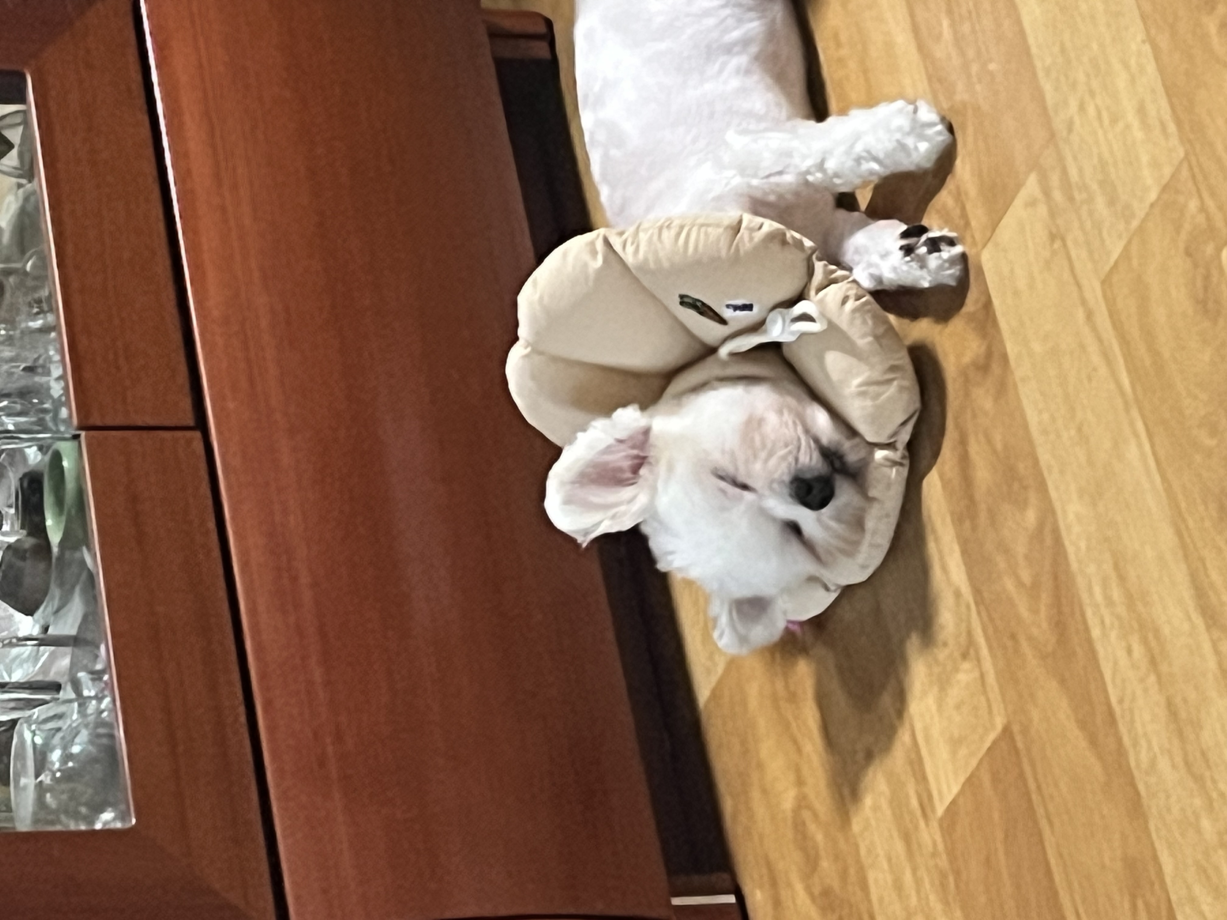 바밤(구 아금이) 입양한지 3개월차입니다! 