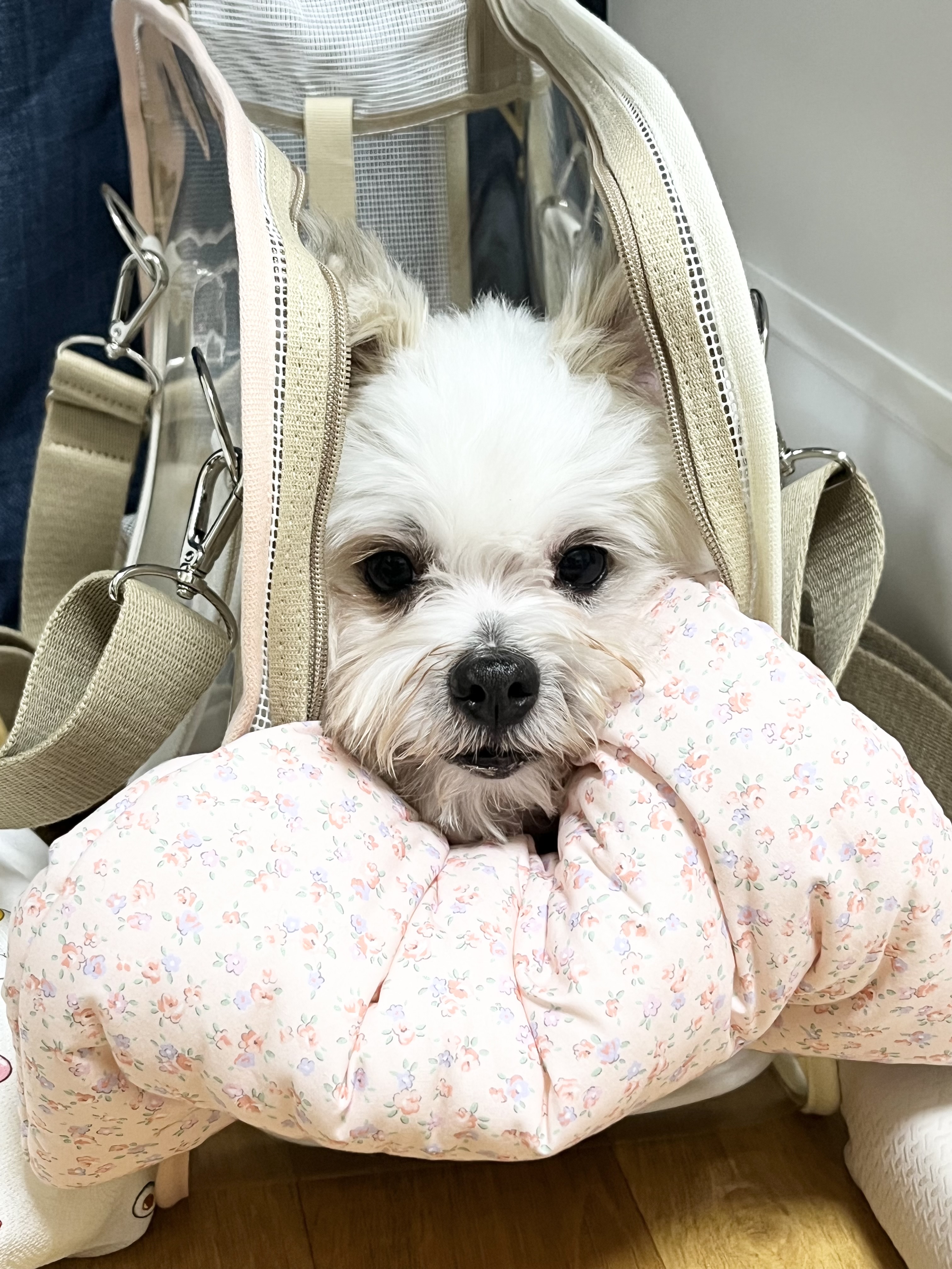 바밤(구 아금이) 입양한지 3개월차입니다! 