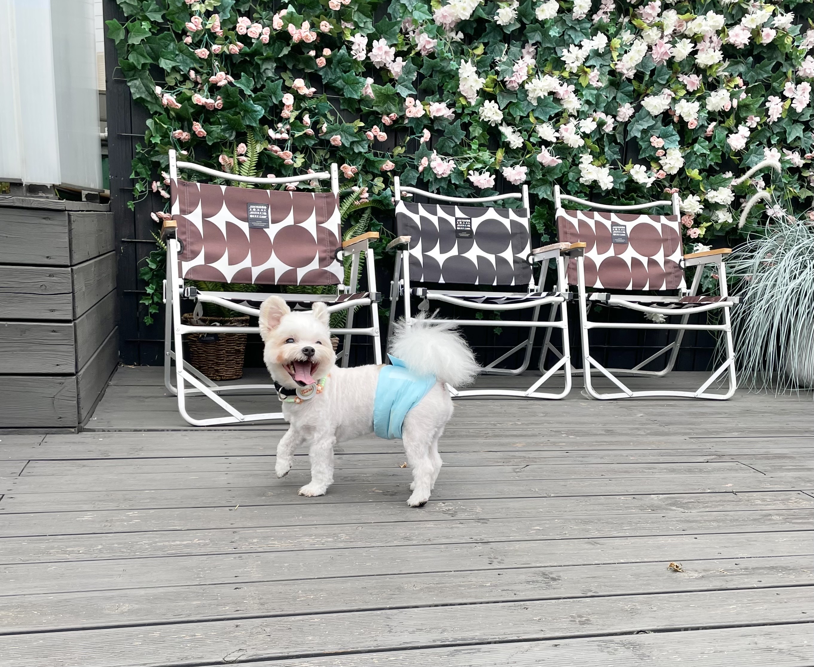 바밤(구 아금이) 입양한지 3개월차입니다! 