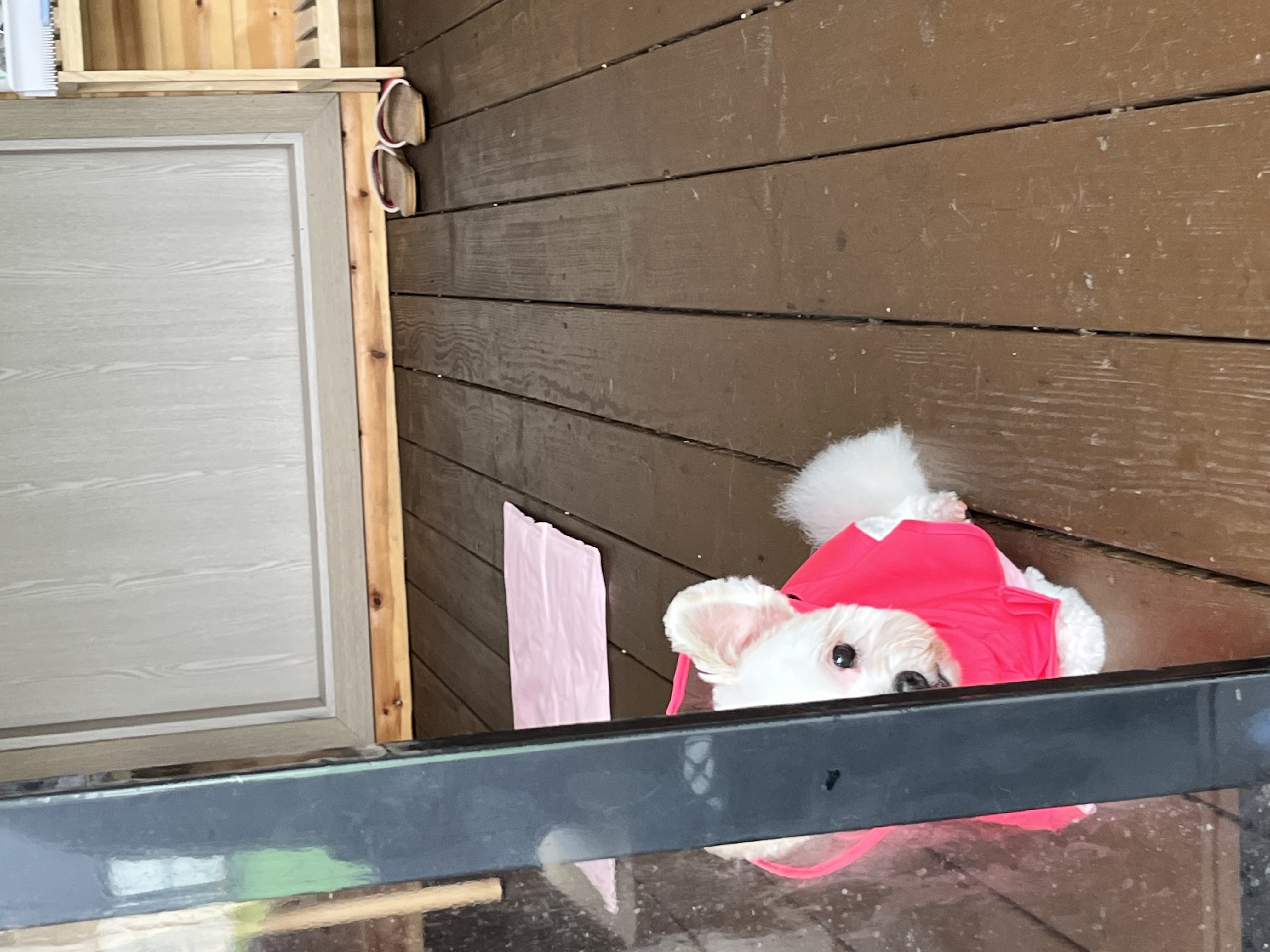 바밤(구 아금이) 입양한지 3개월차입니다! 