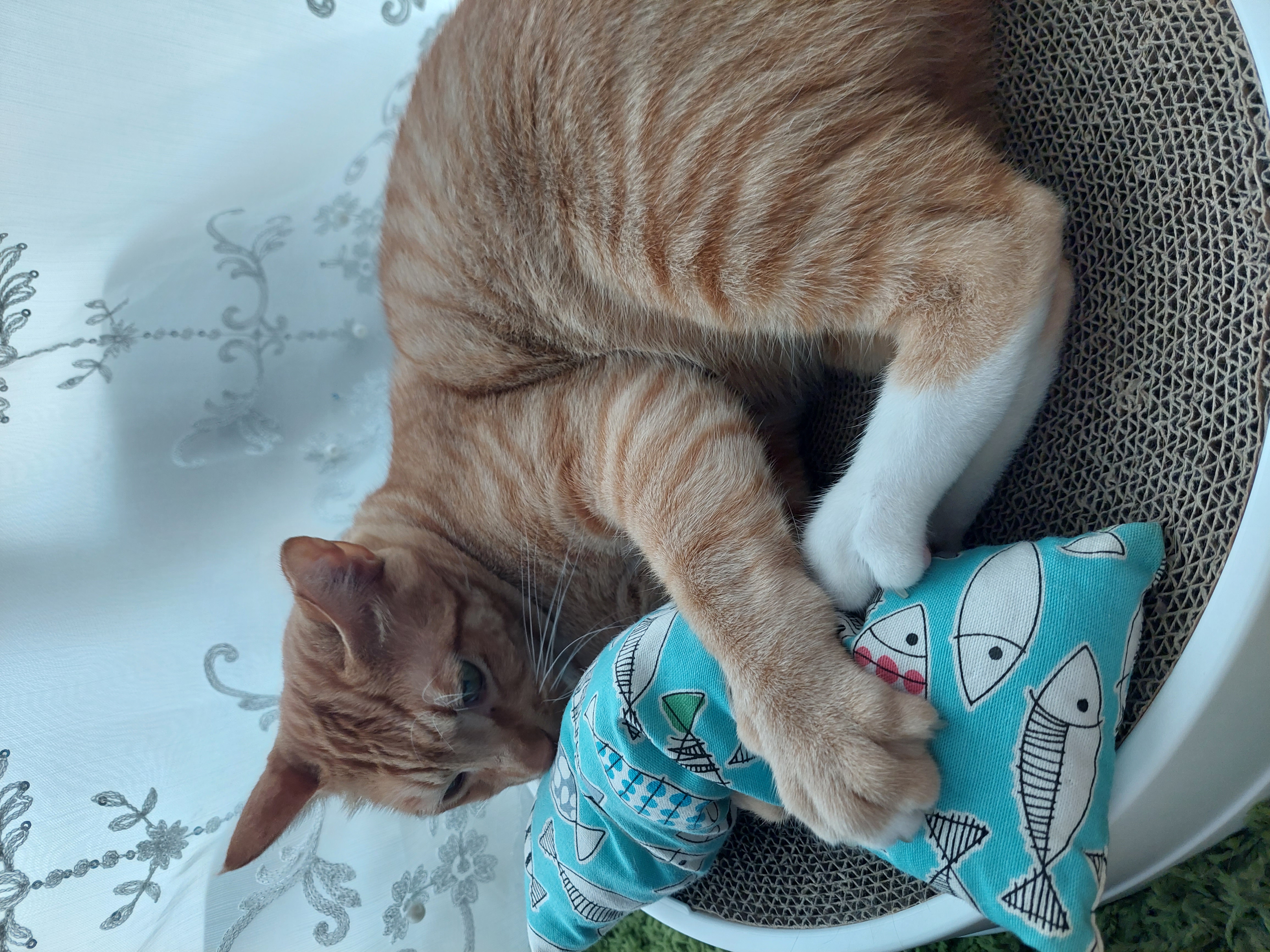 우리 가을이 입양 만 3개월